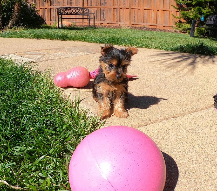 Yorkshire Terrier in Dublin - Playful Pup Available