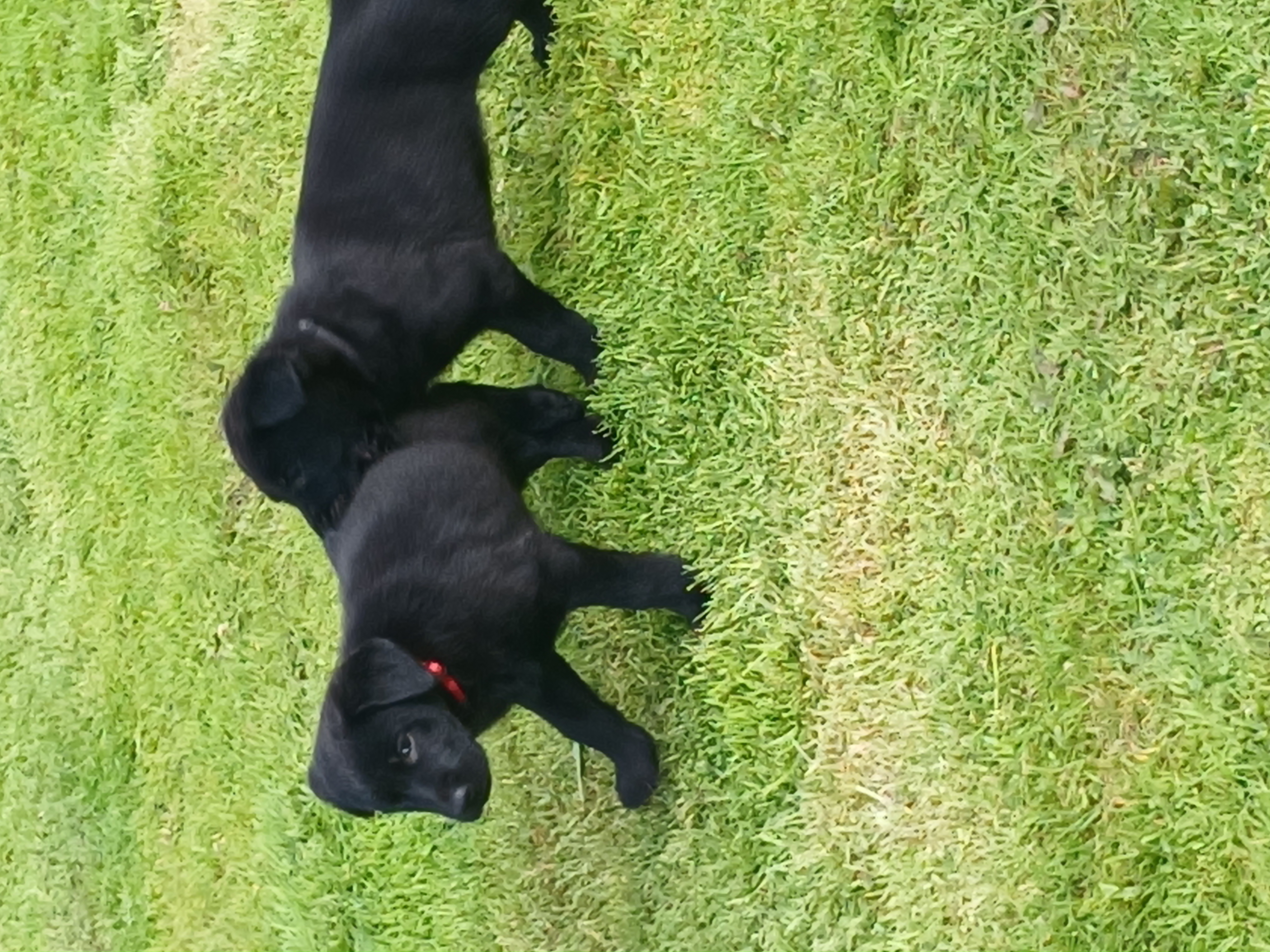 German Shepherd Puppies in Charlestown