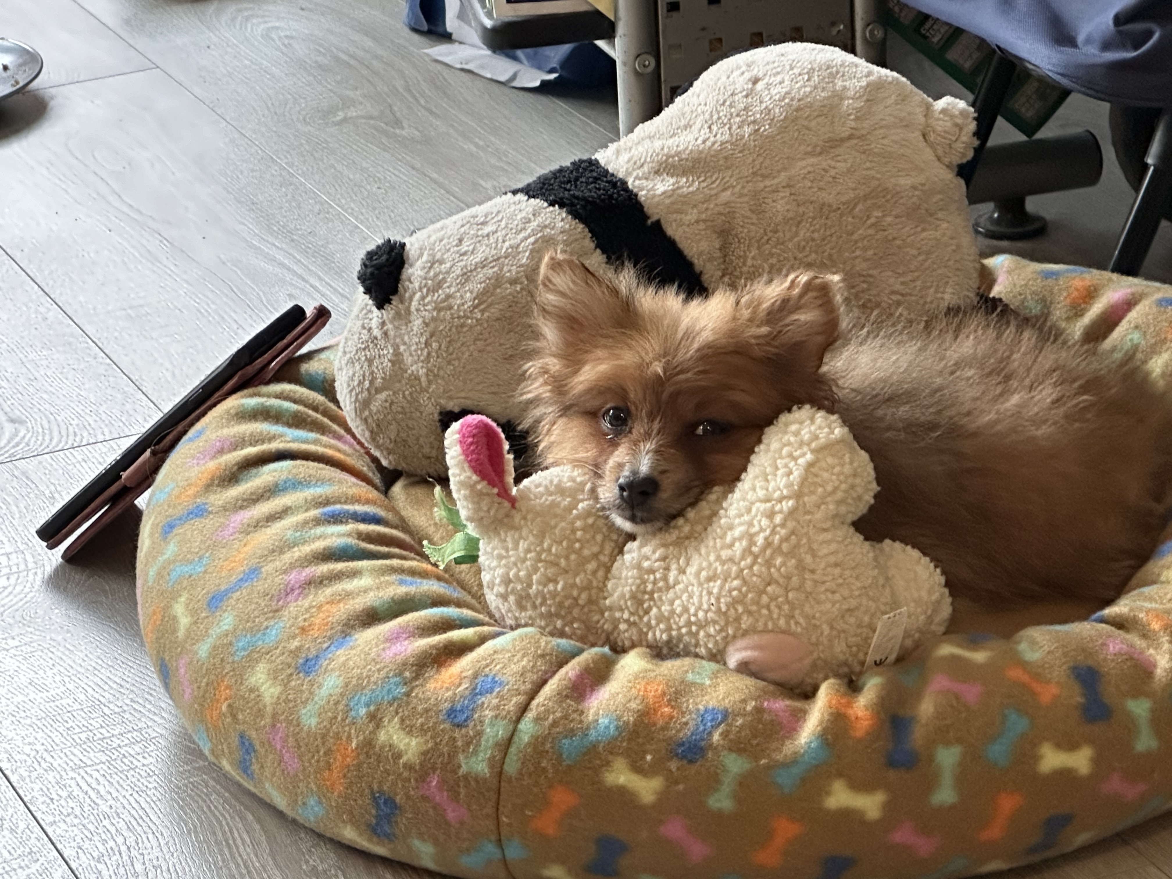 Pomeranian Puppy for Sale in Dublin 12
