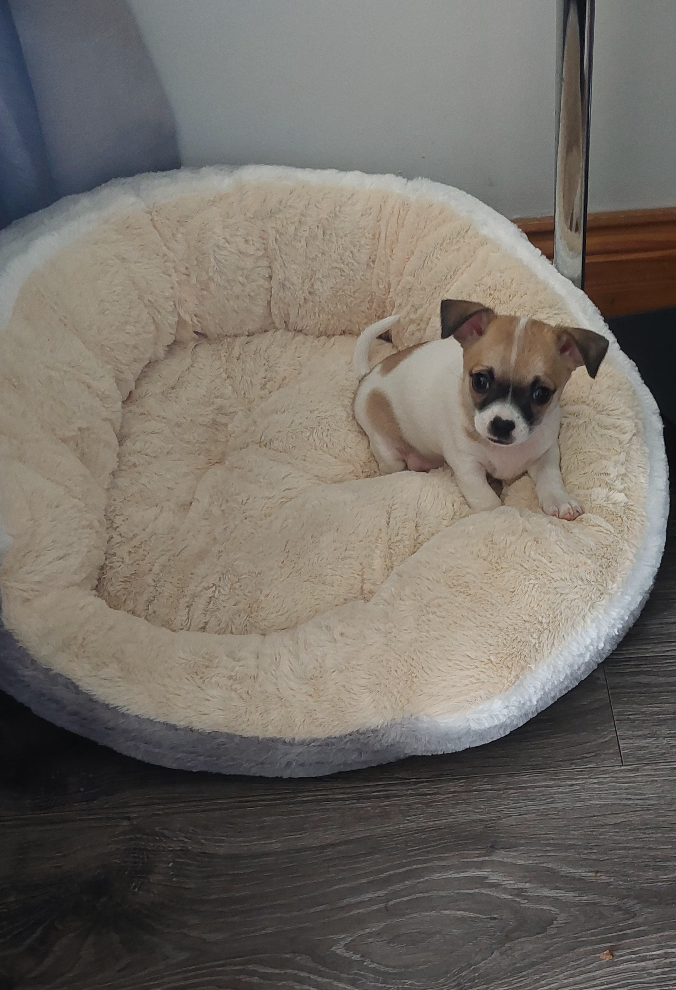 Bichon Frise Chihuahua Pup in Carndonagh