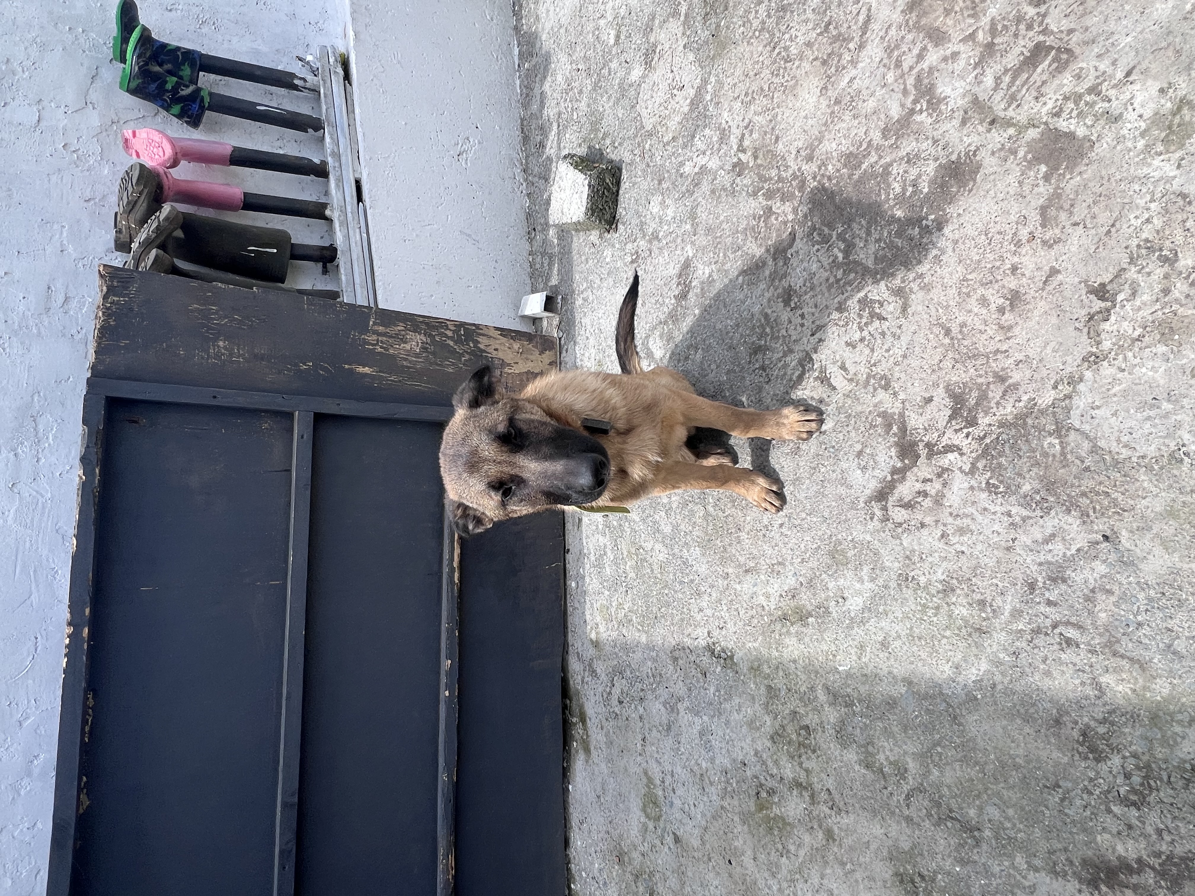 Friendly German Shepherd in Mitchelstown