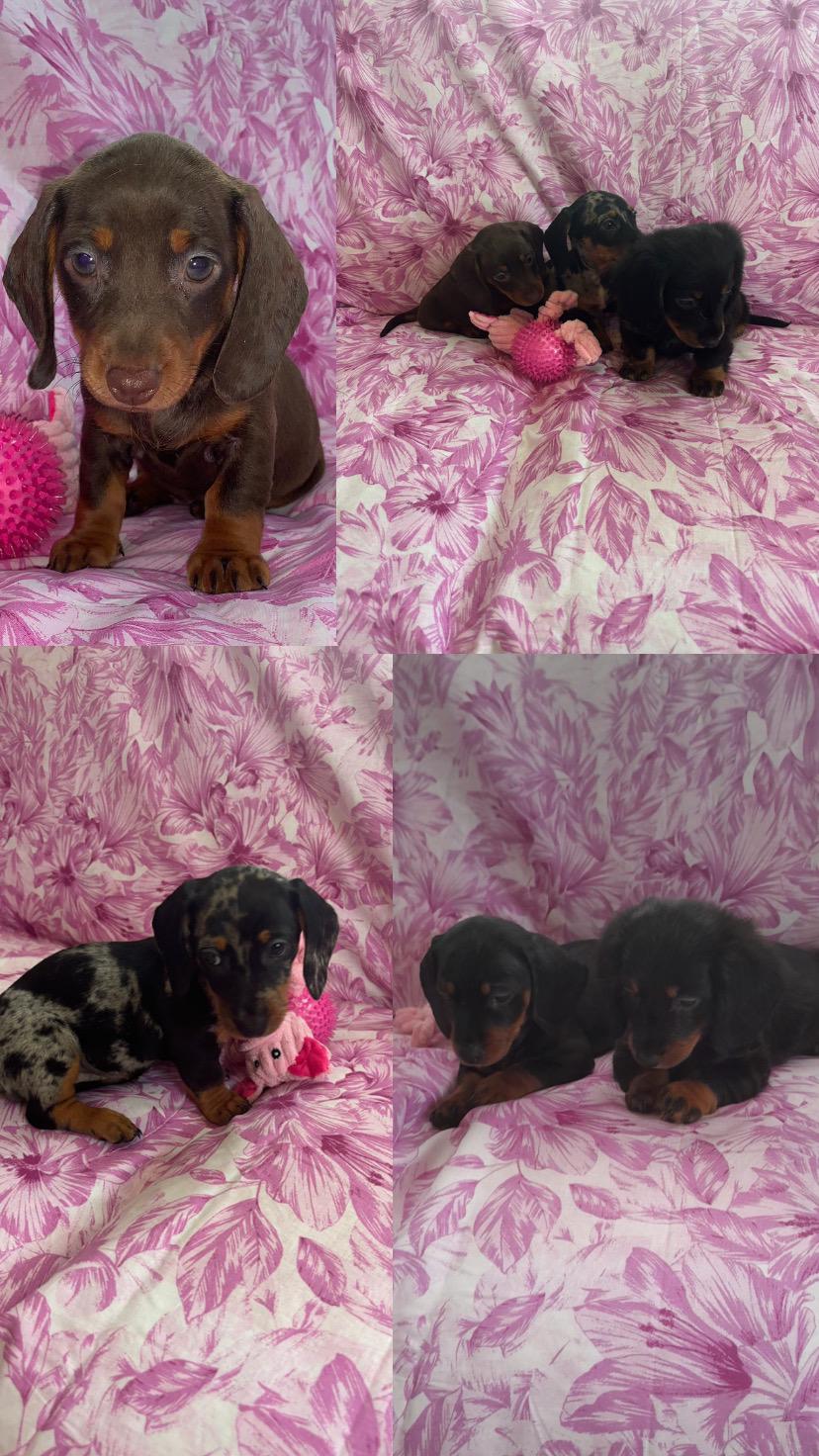 Miniature Dachshund Puppies for Sale in Swords