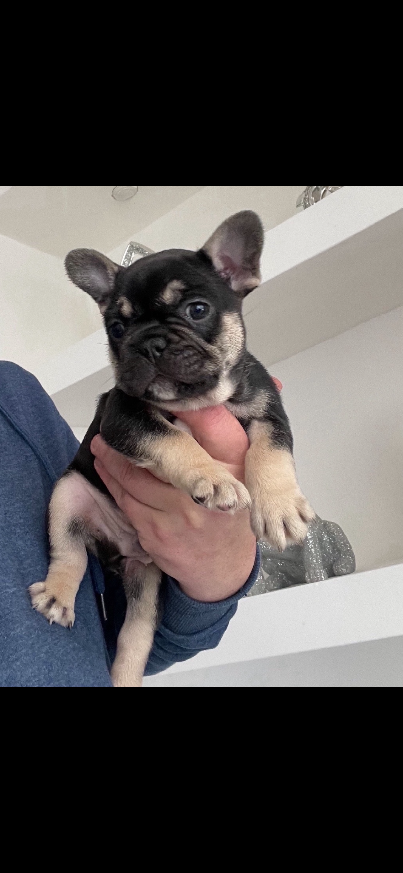 French Bulldog for Sale in Limerick