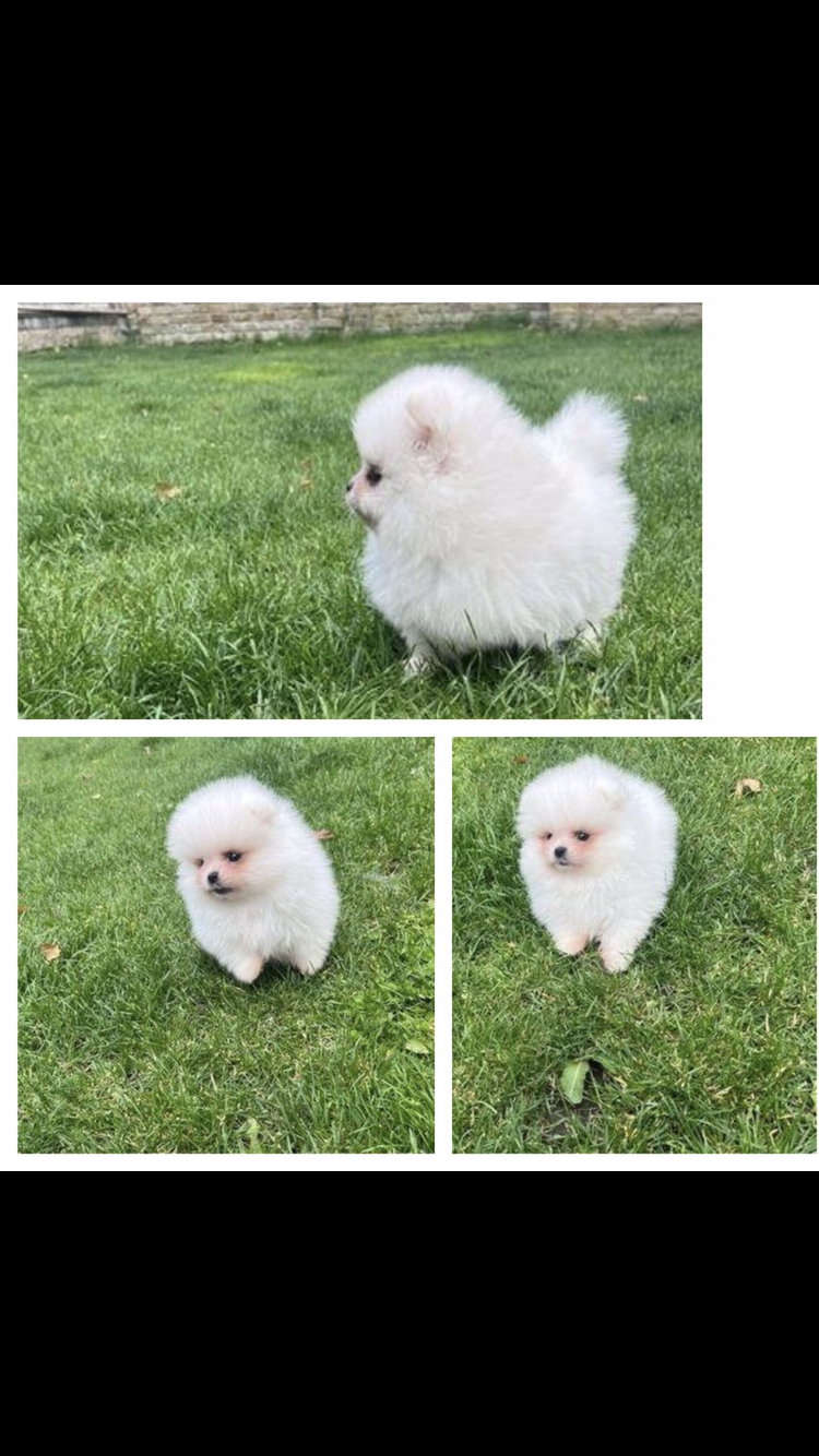 Teacup Pomeranian in Tuam - Health Checked