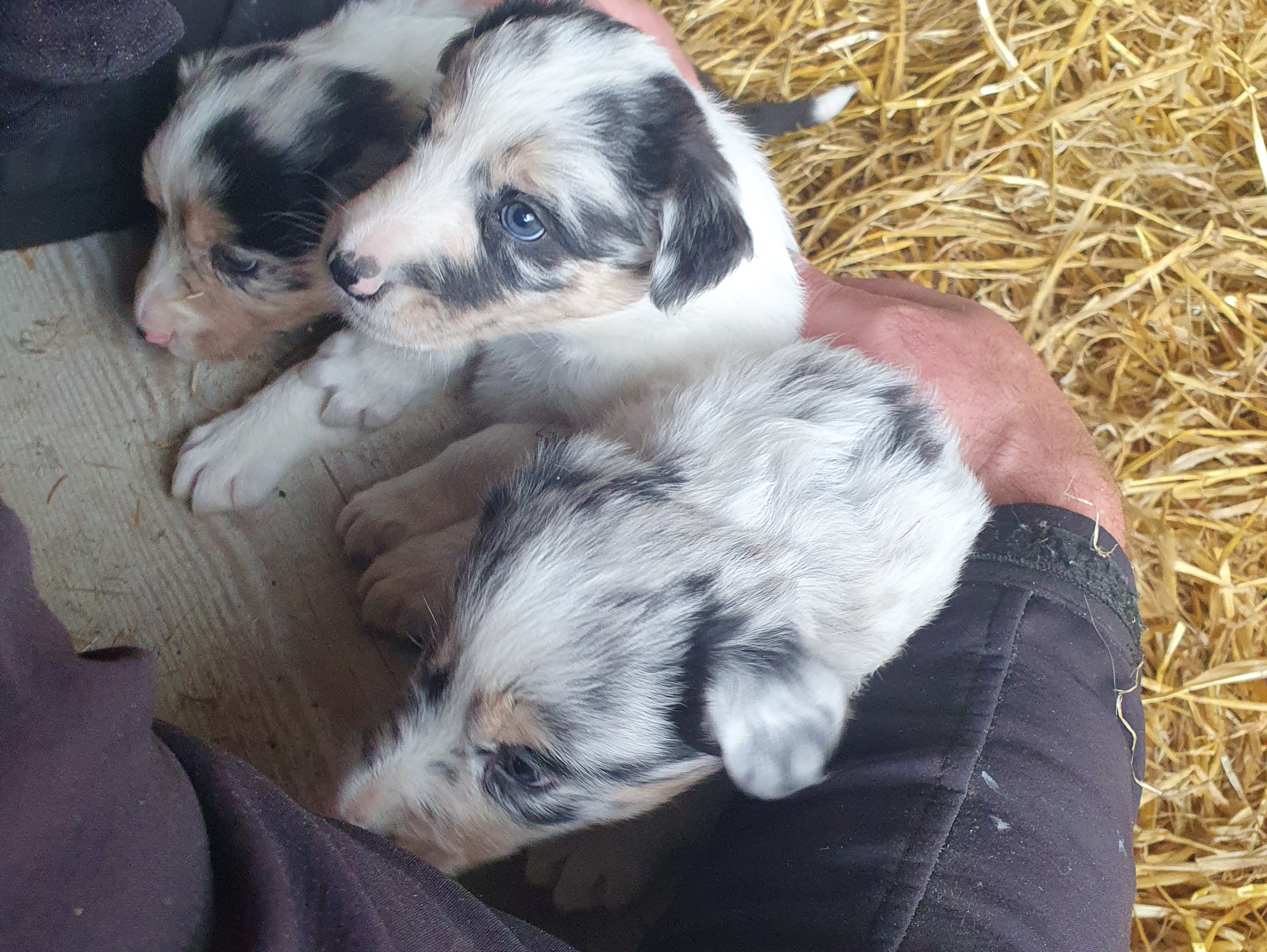 Blue Merle Collies for Sale in Mallow