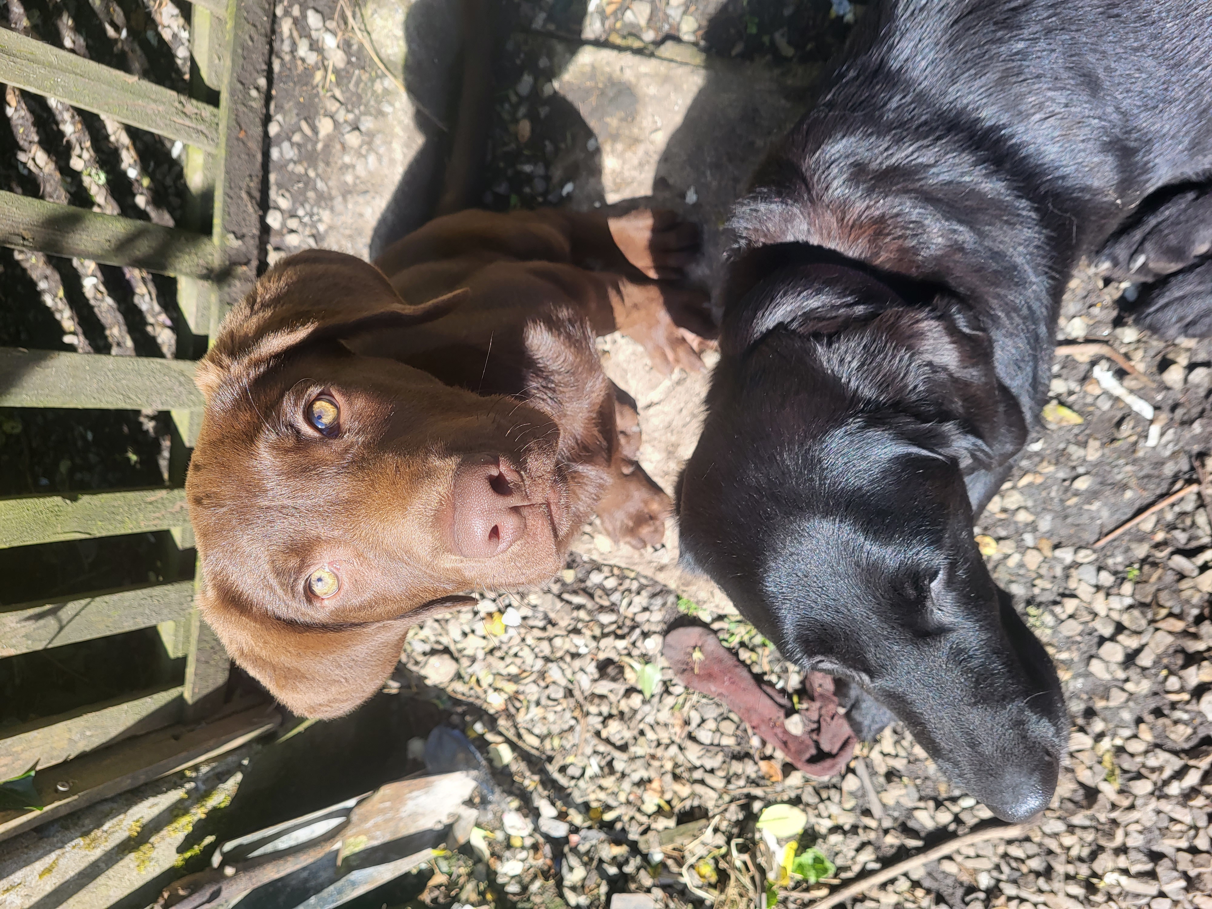 Chocolate Labradoodle in Carrick on Shannon