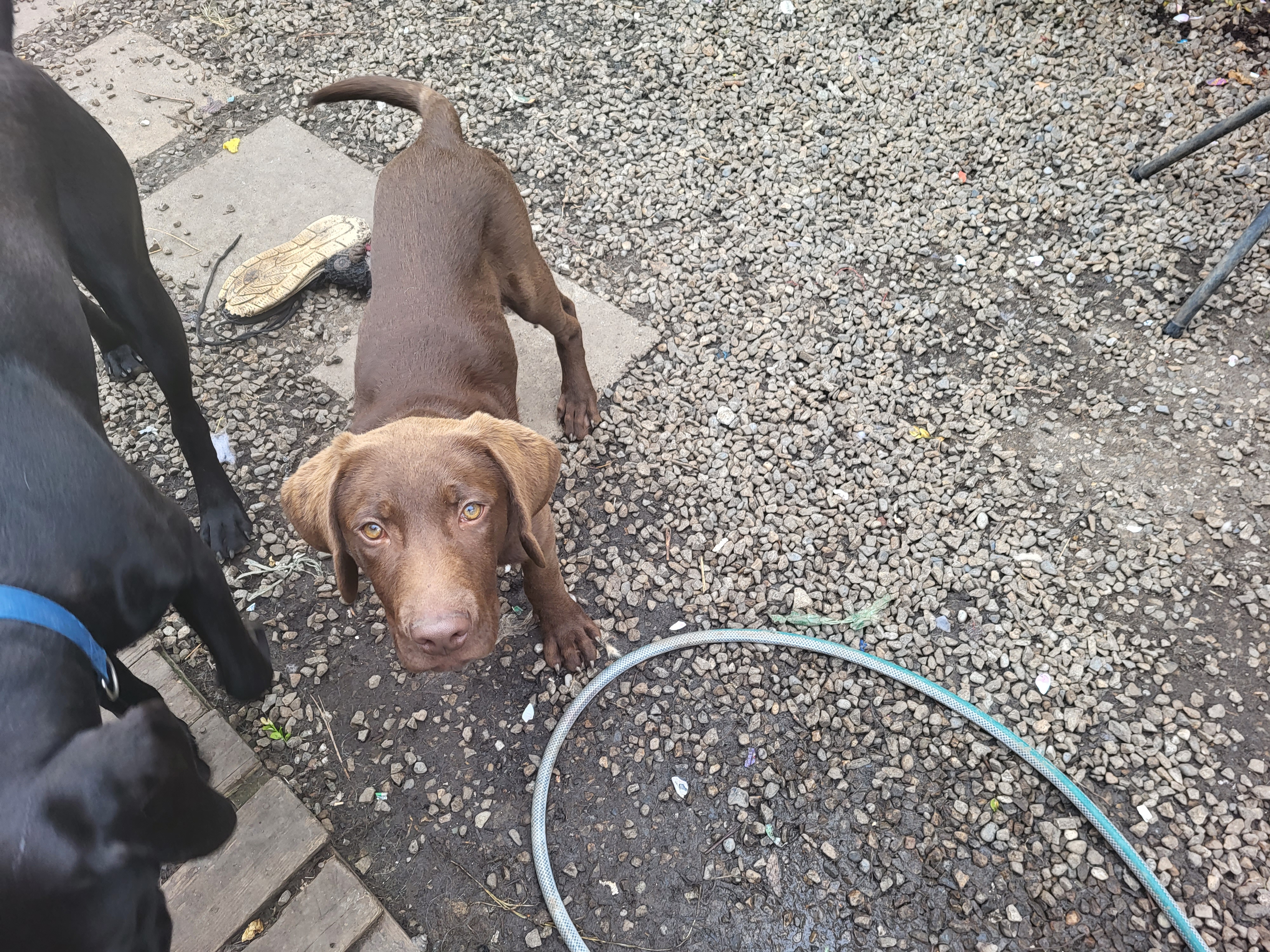 Chocolate Lab Puppy for Sale in Leitrim