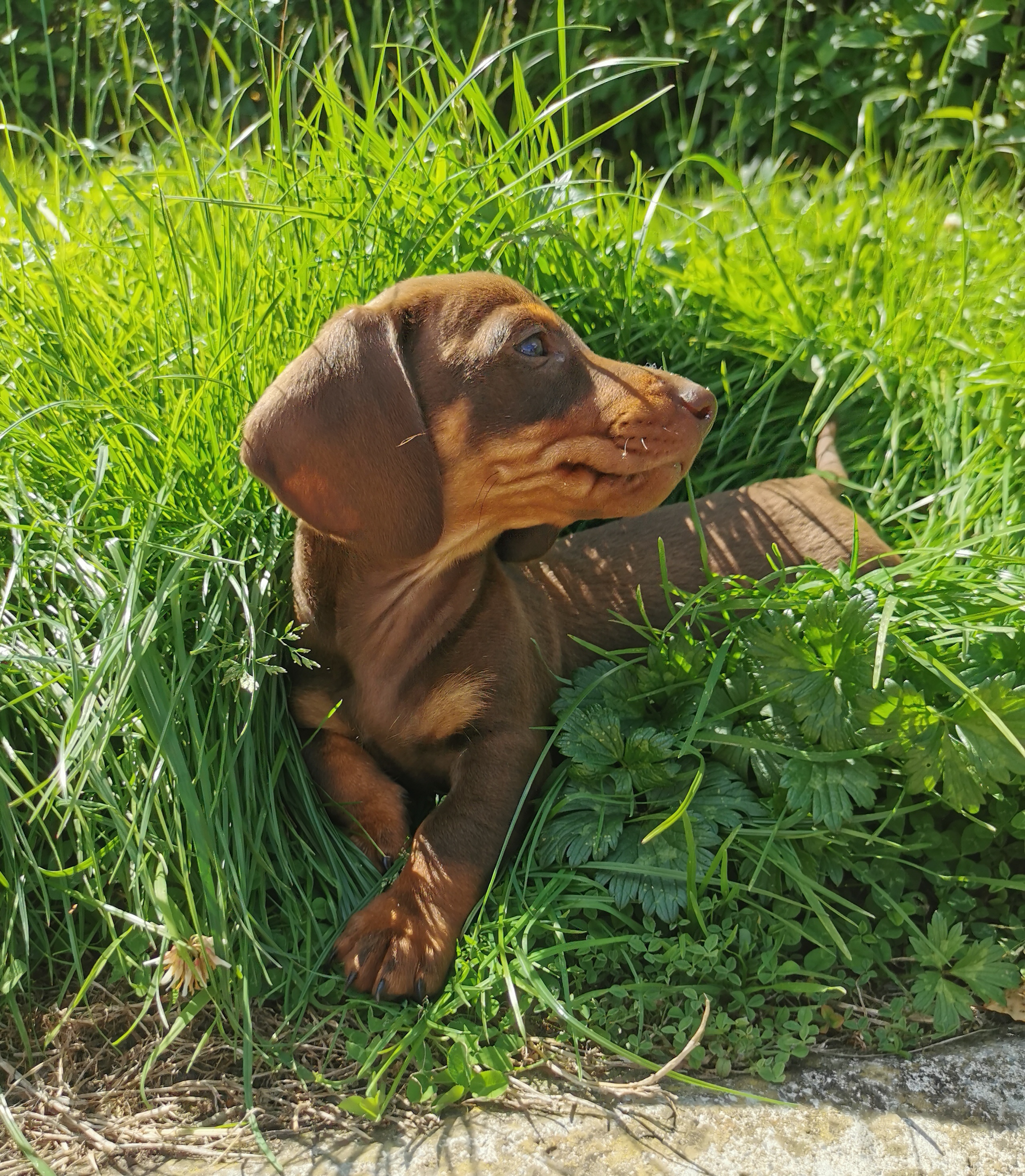 Miniature Dachshund Puppies in Wexford - IKC Registered