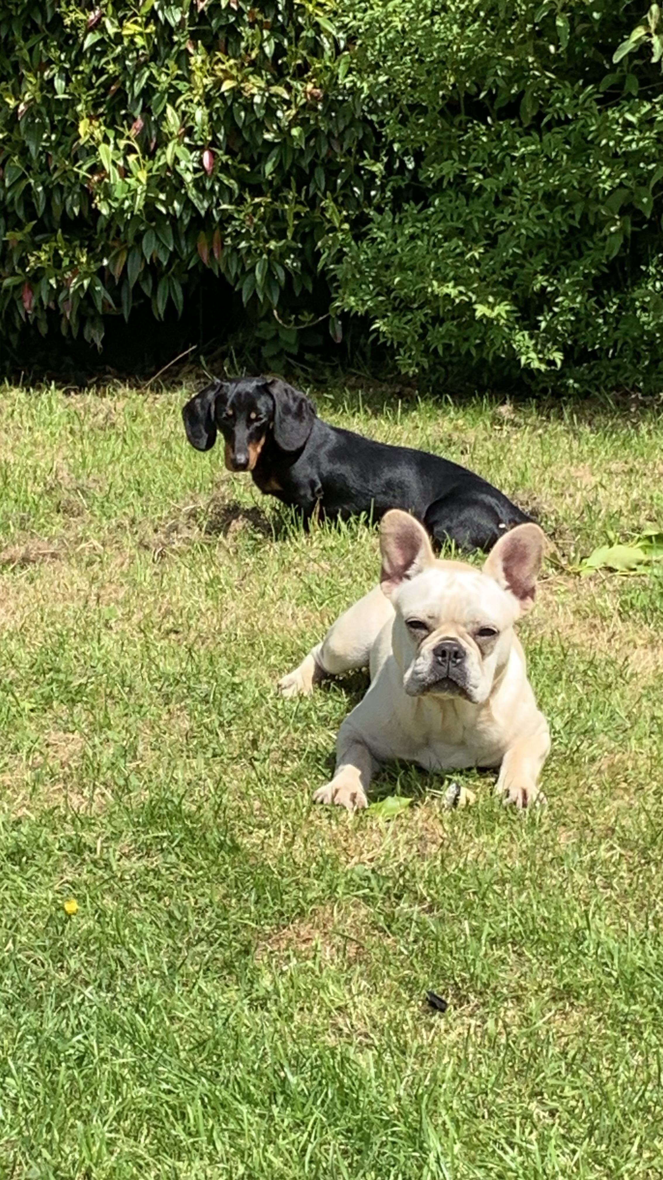 Dachshund for sale in Bantry - IKC registered