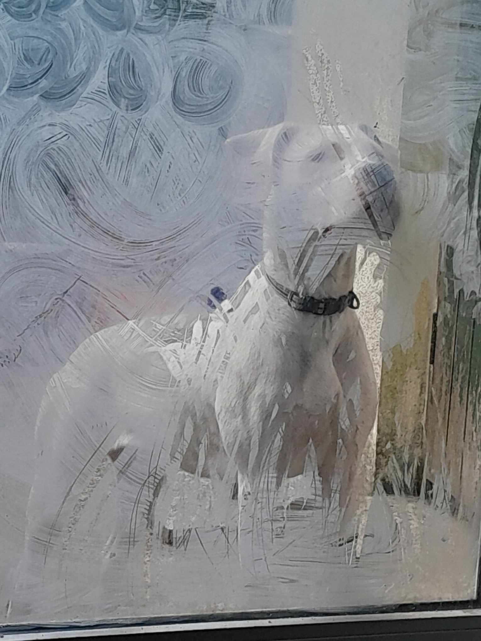 Dogo Argentino for sale in South East - Active & Affectionate