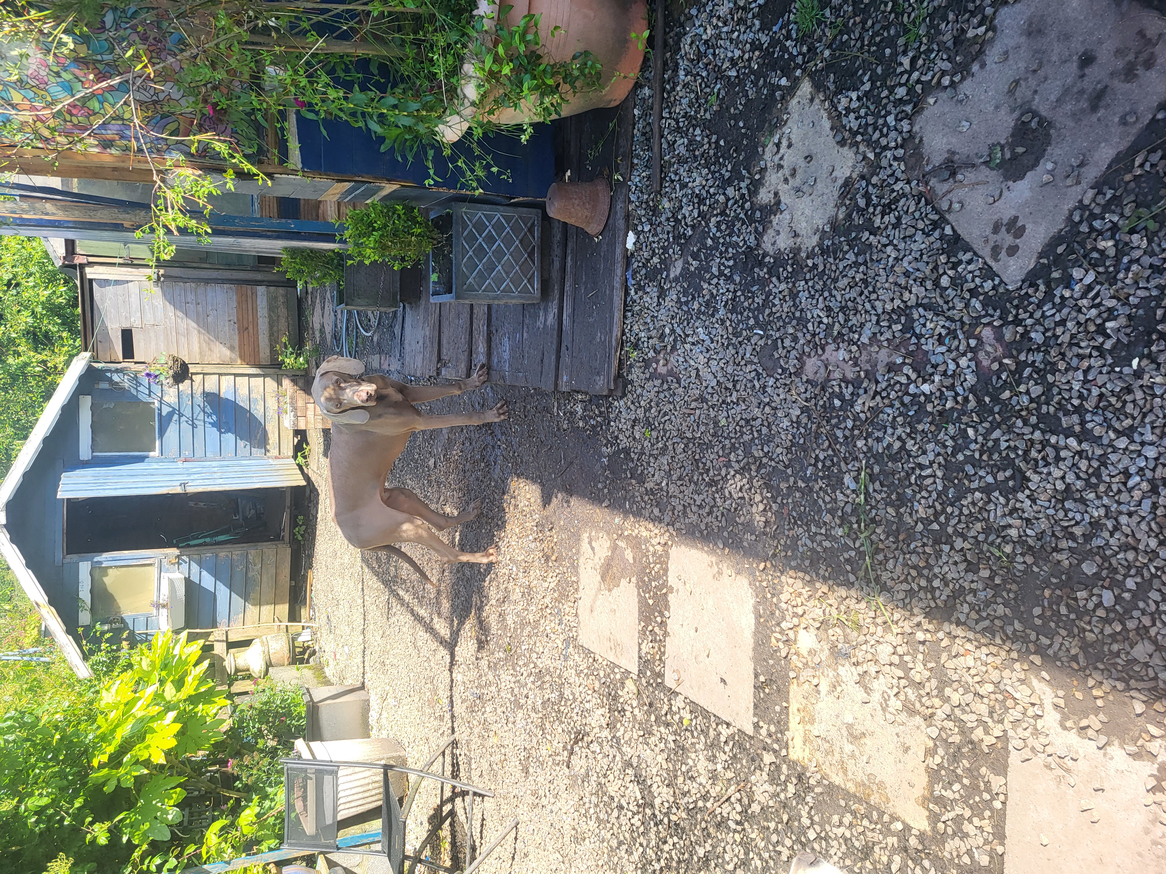 Weimaraner for Sale in Leitrim Village - IKC Registered