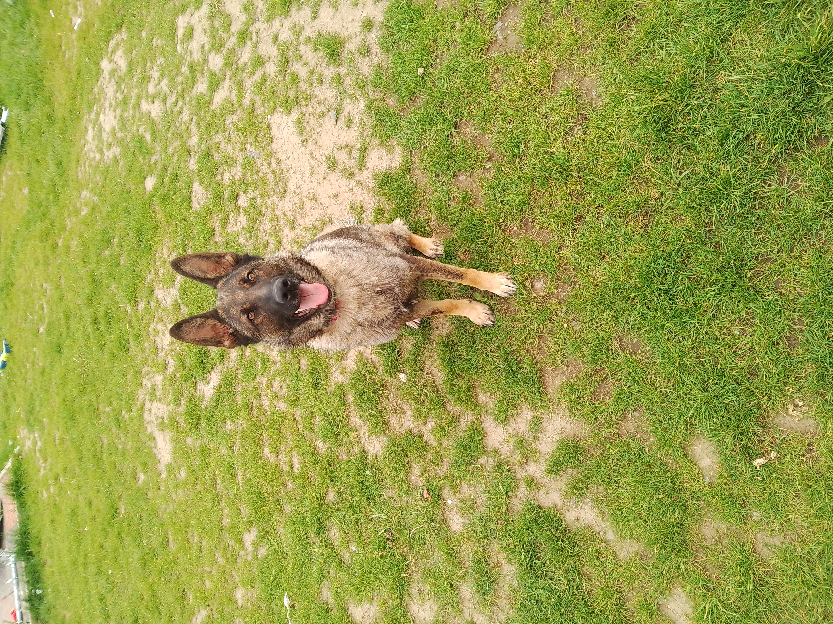 German Shepherd for Sale in Stradbally