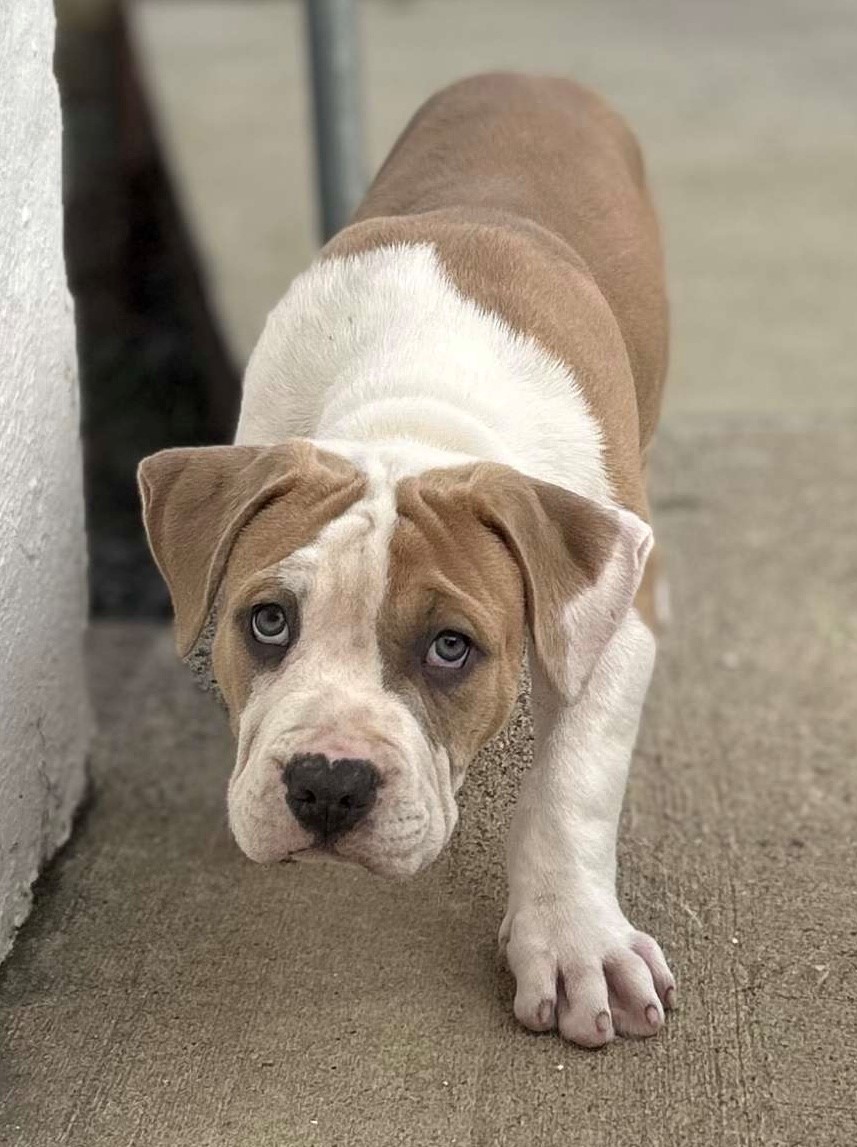 American Bully for Sale in Ravensdale - 10 Weeks