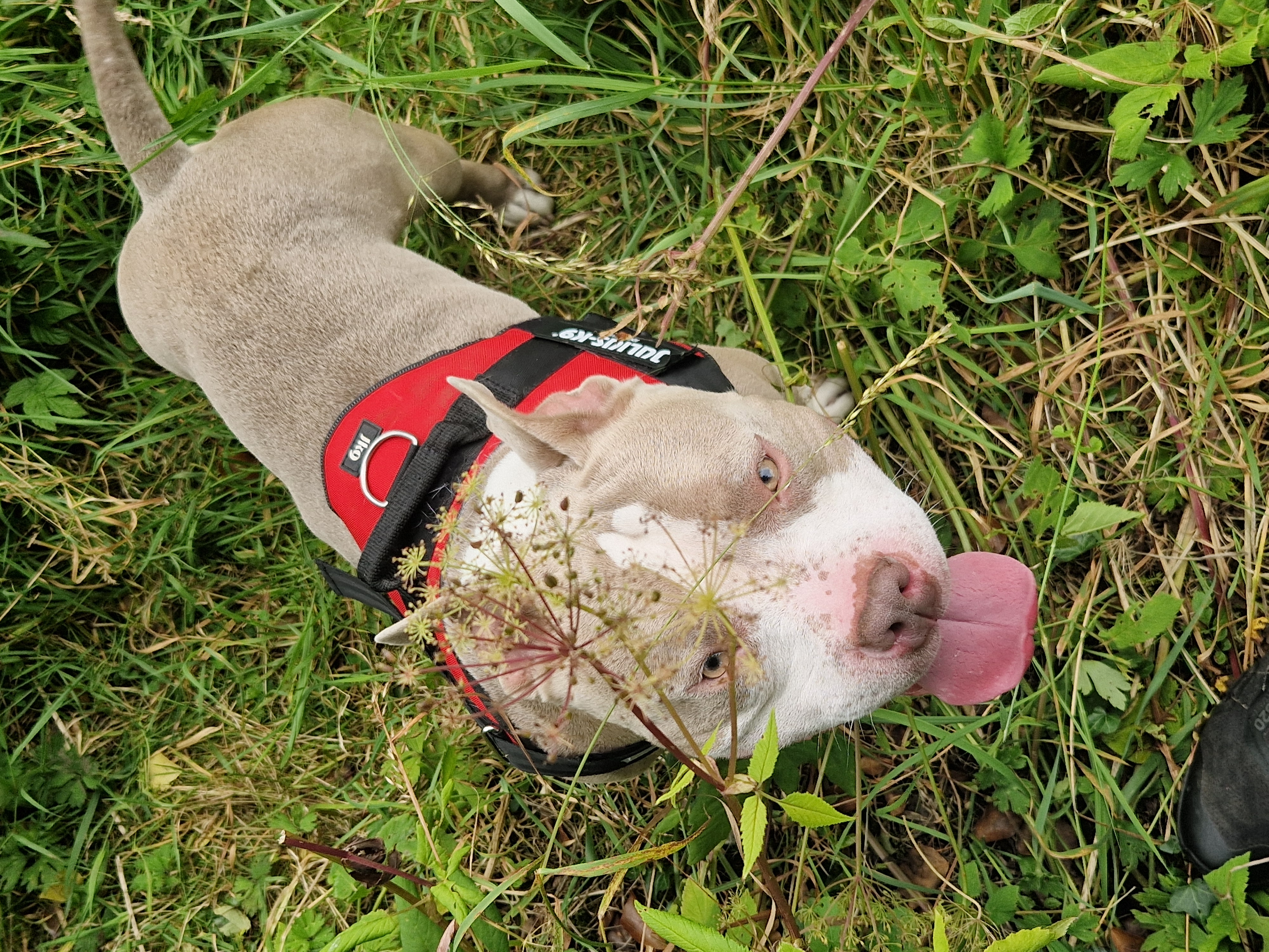American Pocket Bully for Sale in Cavan