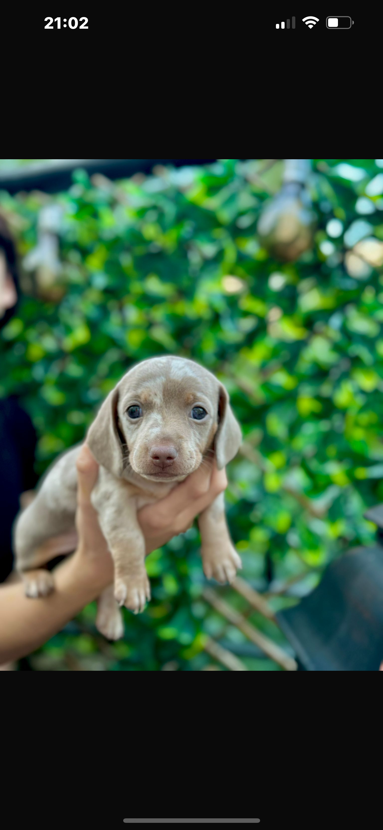 Miniature Dachshund Puppies in Blanchardstown
