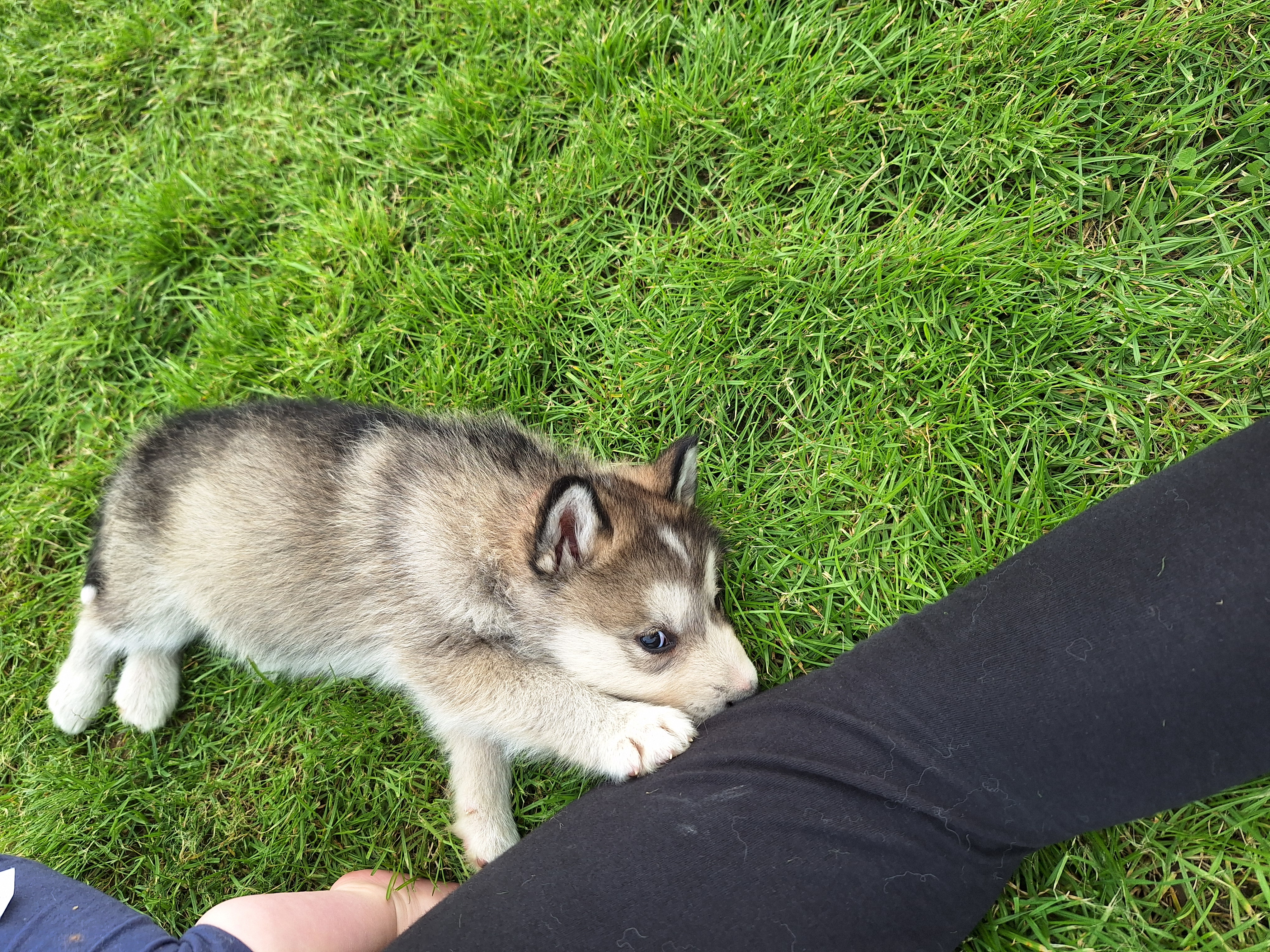 Alusky Pups for Sale in Shercock � Playful Companions