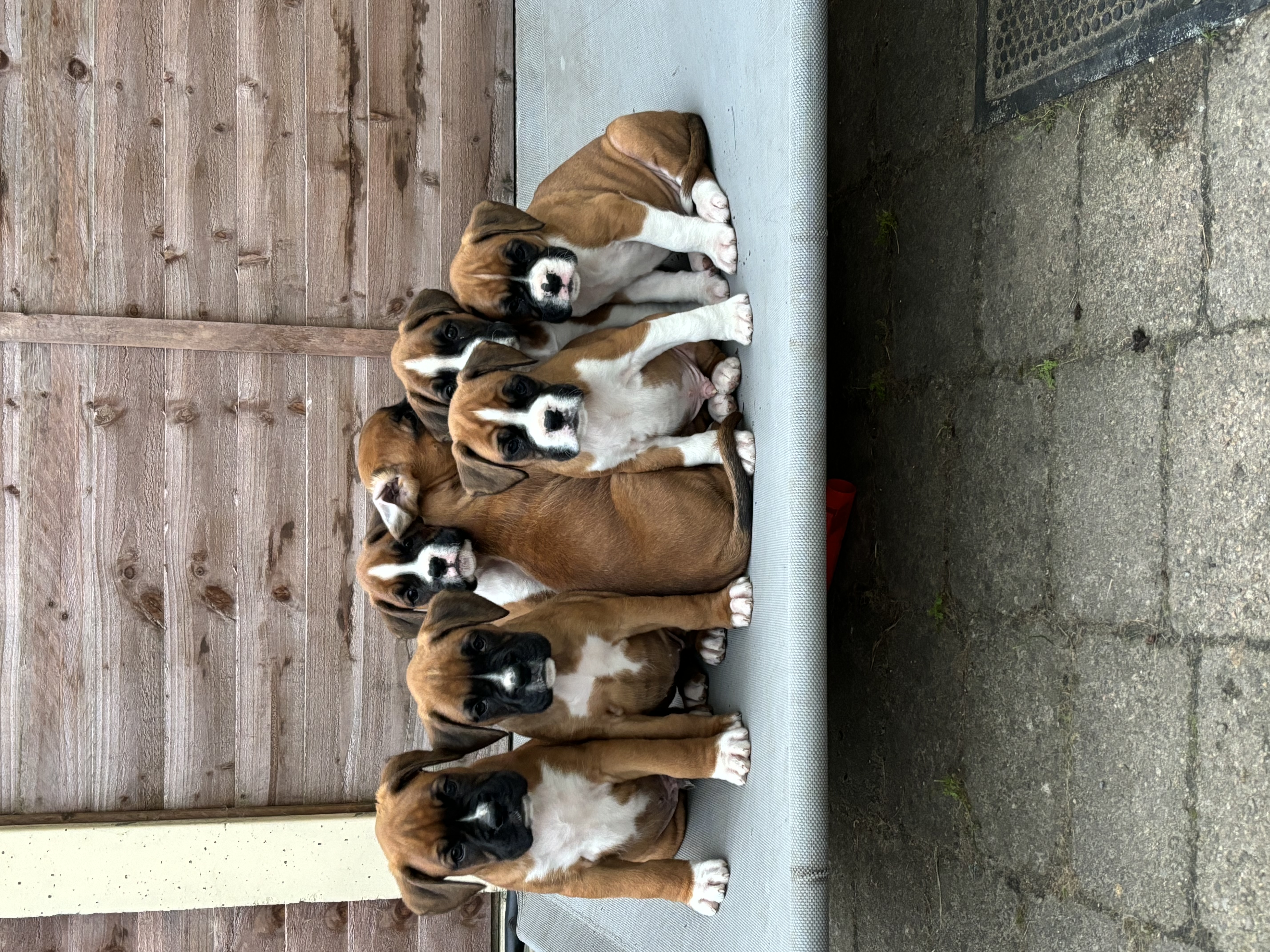 Boxer Puppies for Sale in Galway - IKC Registered