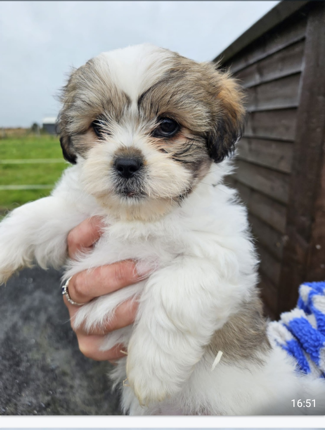 Bichon Frise X Shih Tzu Puppies in Lackagh