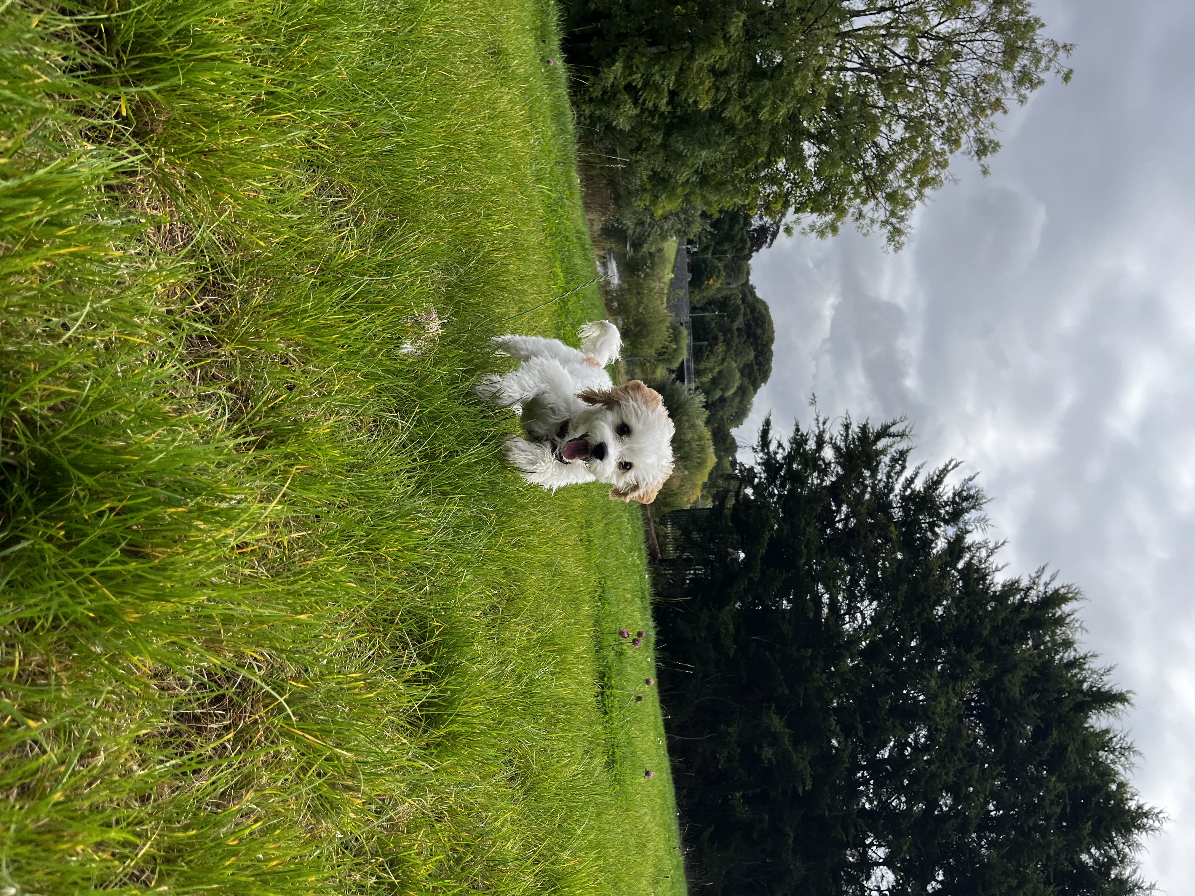 Cavachon for Sale in Charleville - Playful Pup