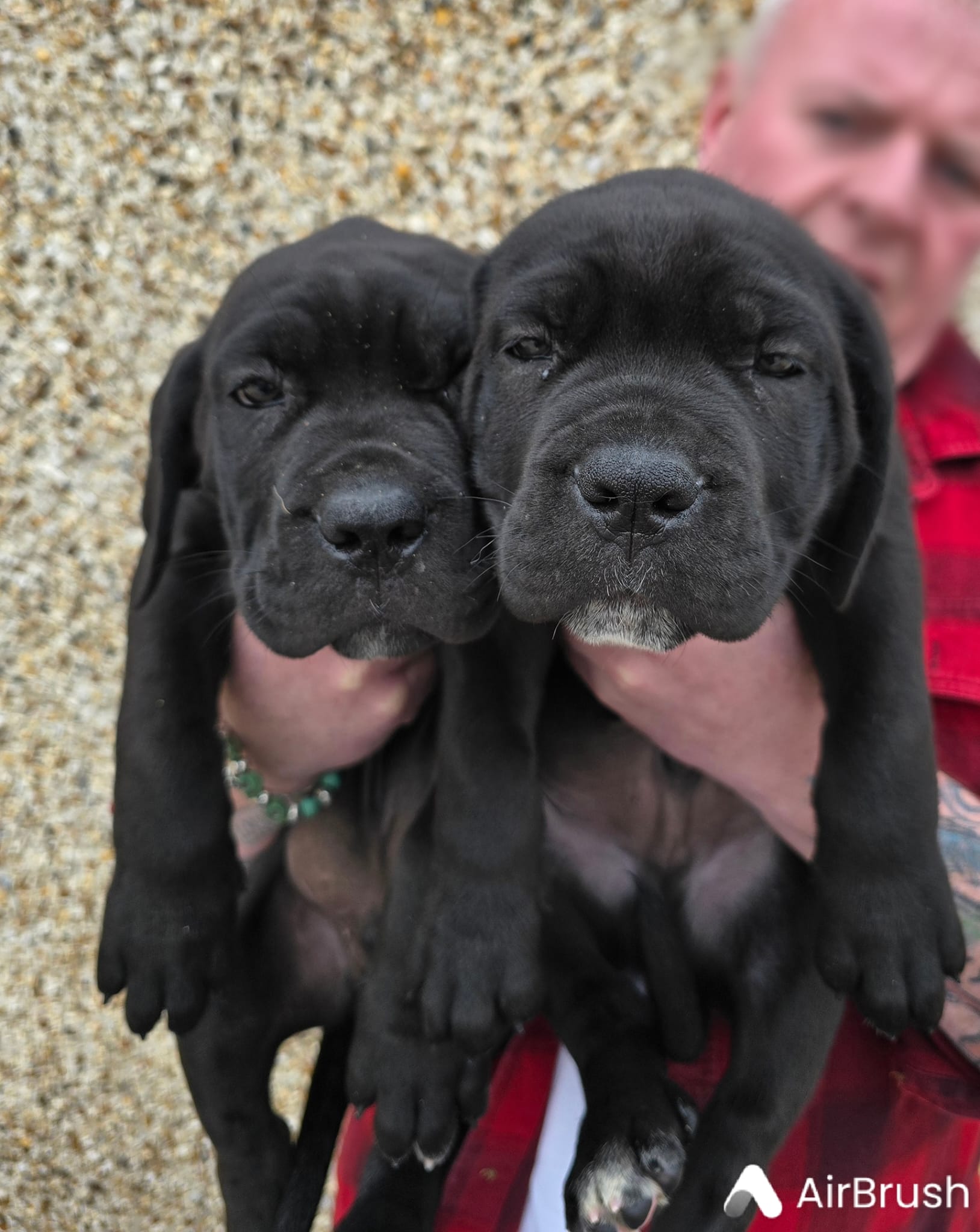 Cane Corso Puppies for Sale in Carlow