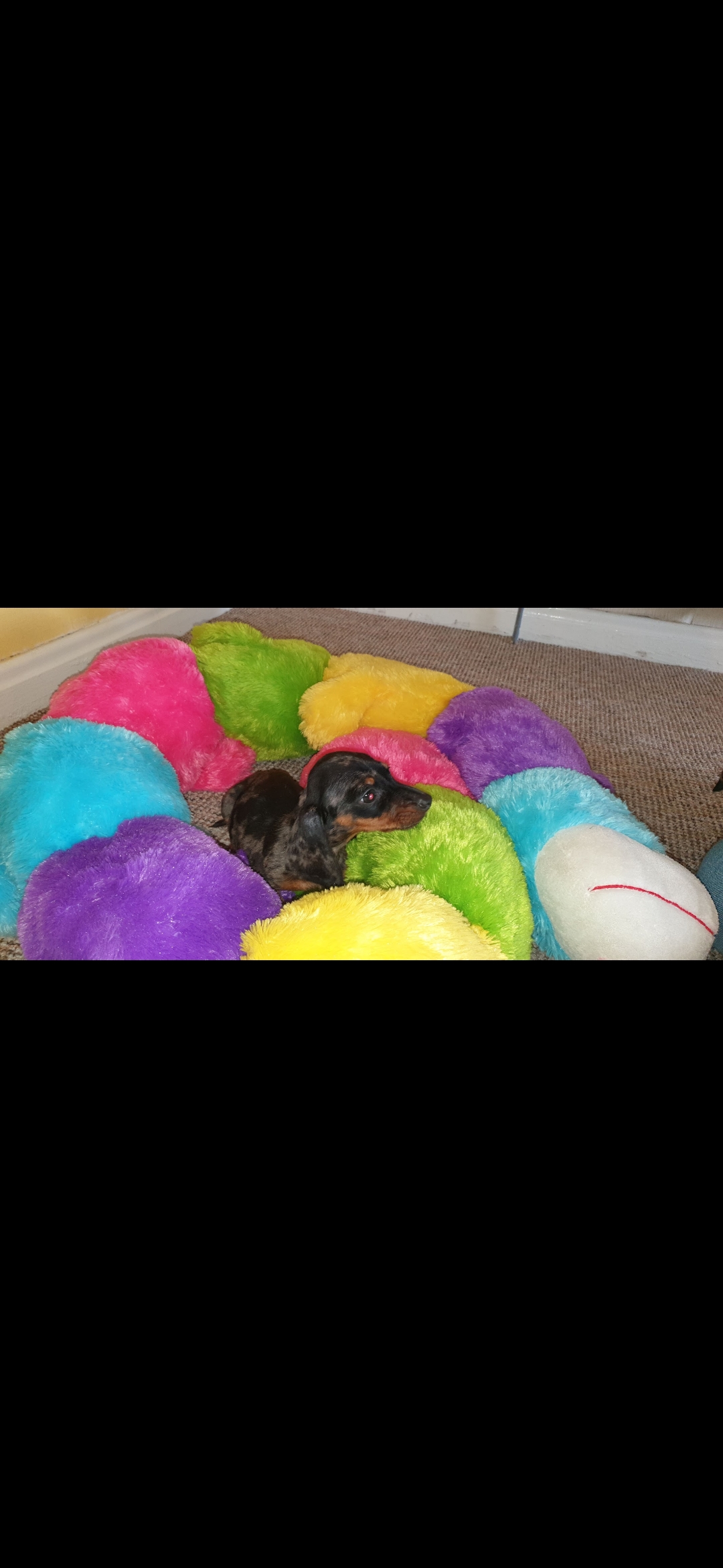 Miniature Dachshund Puppies in Dublin - IKC Registered