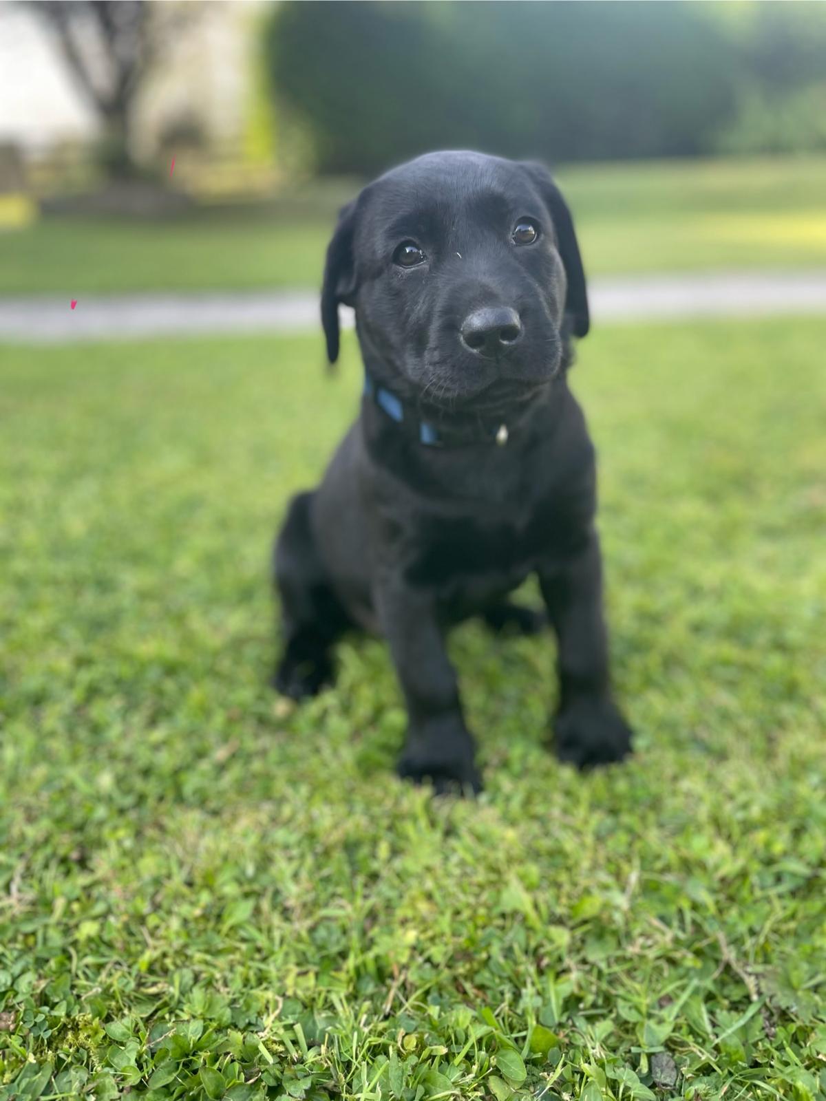 Playful Black Labrador Pups in Thurles
