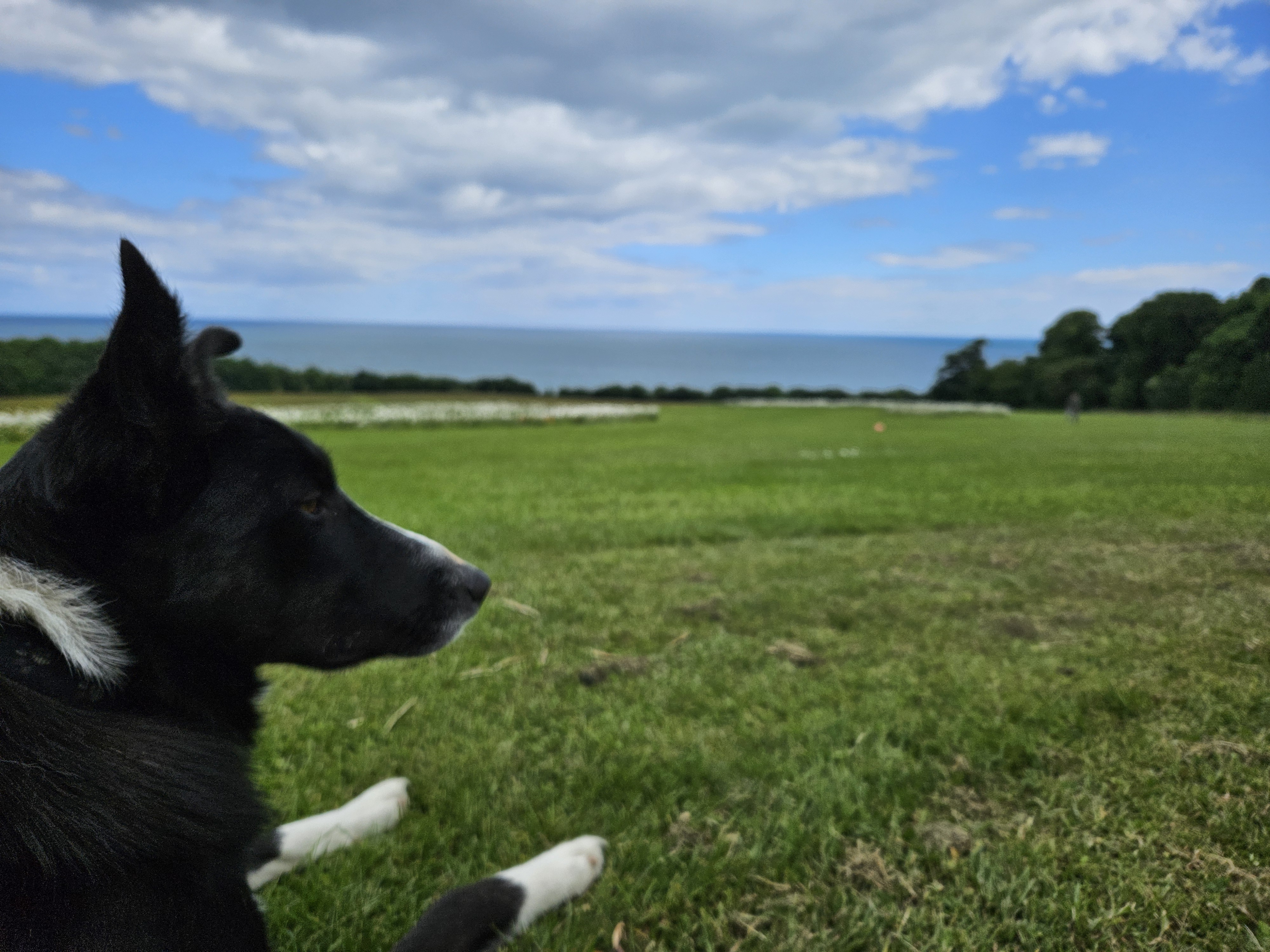 Border Collie for Sale in Fingal - Family Friendly