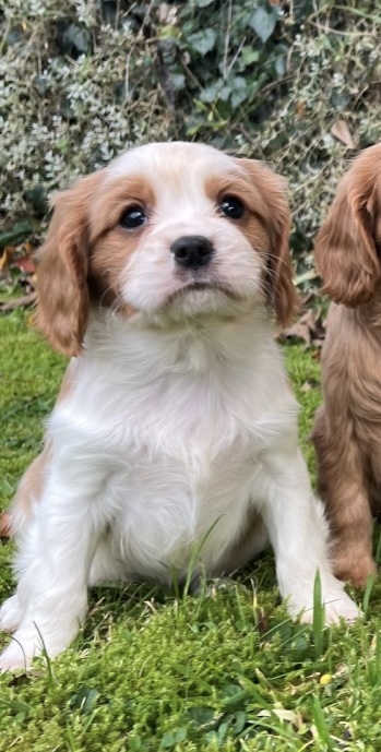 Cavalier King Charles in Clane - Friendly Pup