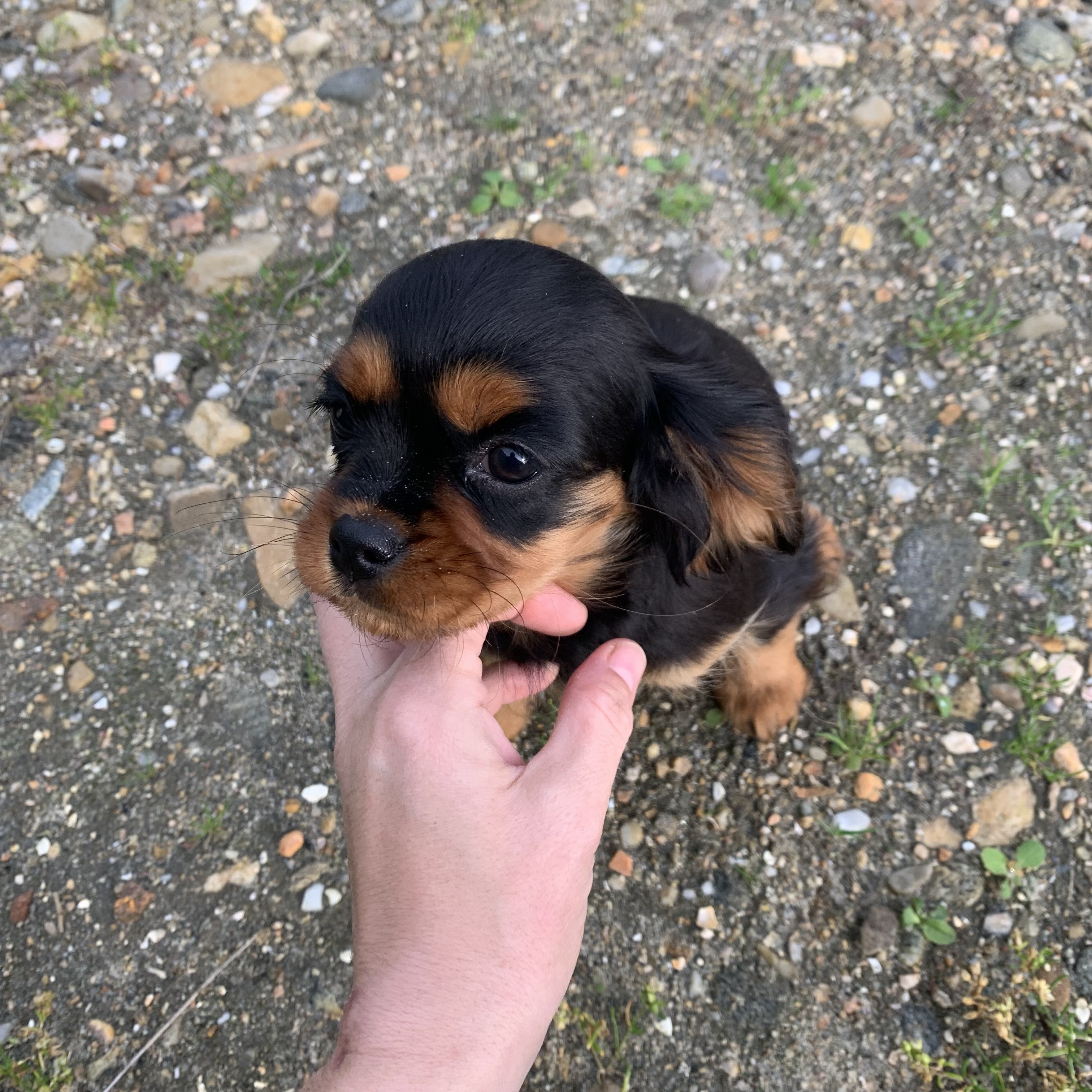 Cavalier King Charles Puppies in Ballina