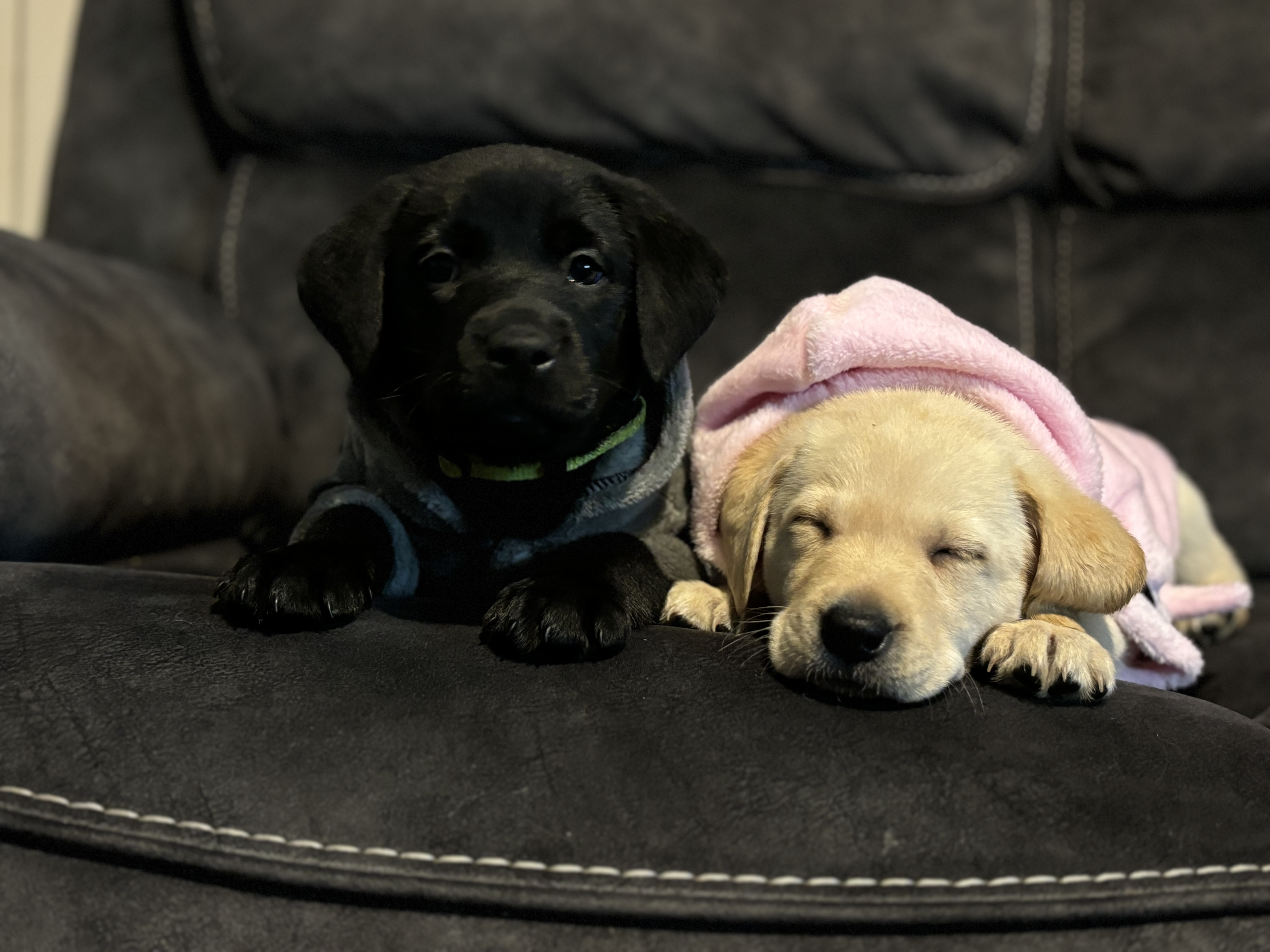 Labrador Puppies for Sale in Athlone