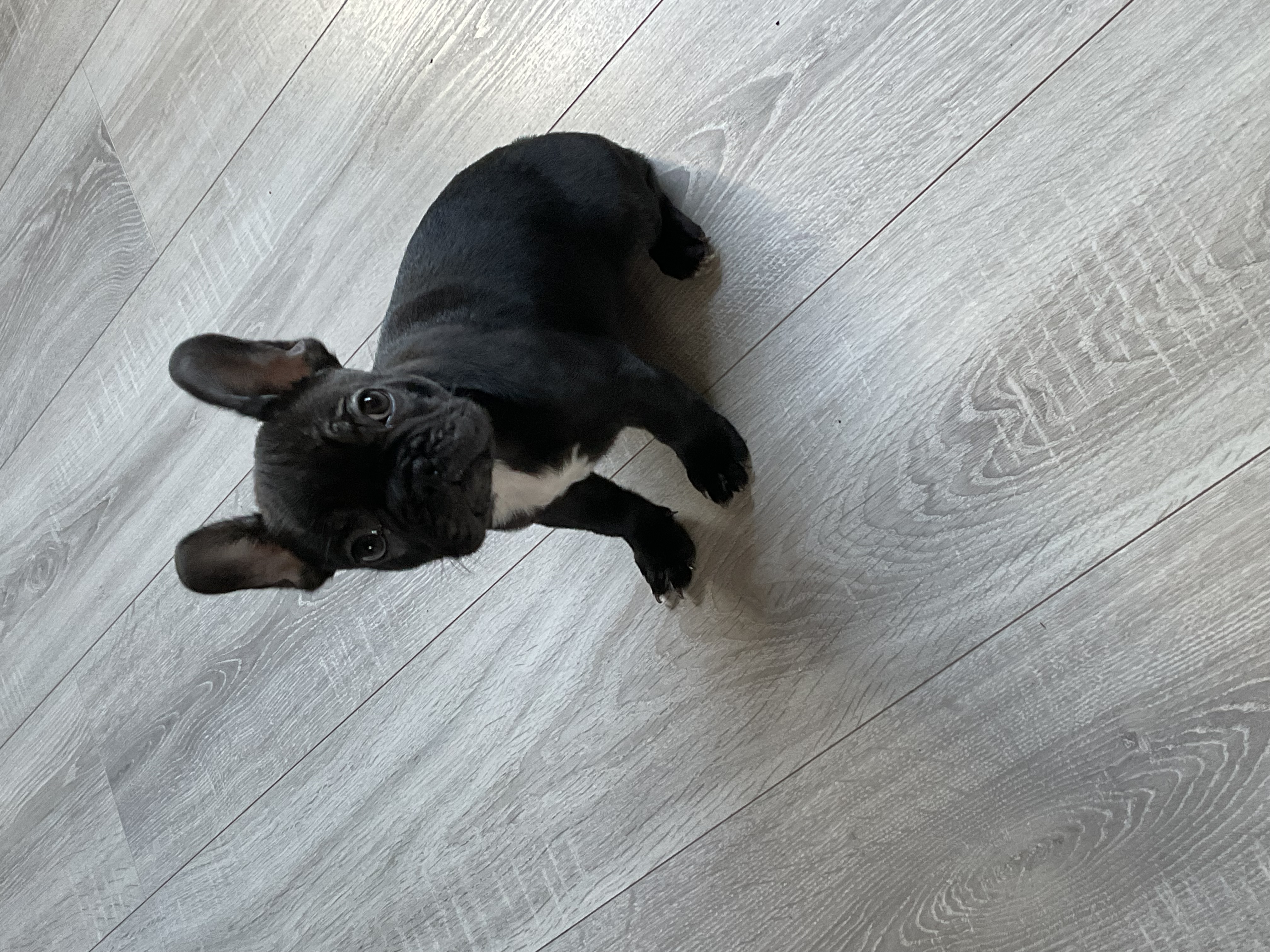 French Bulldog in Tipperary - Playful Pup