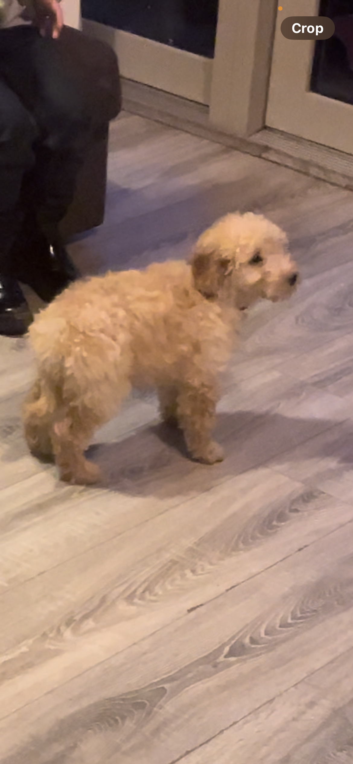 Cockapoo for sale in Tallaght - Playful Pup!