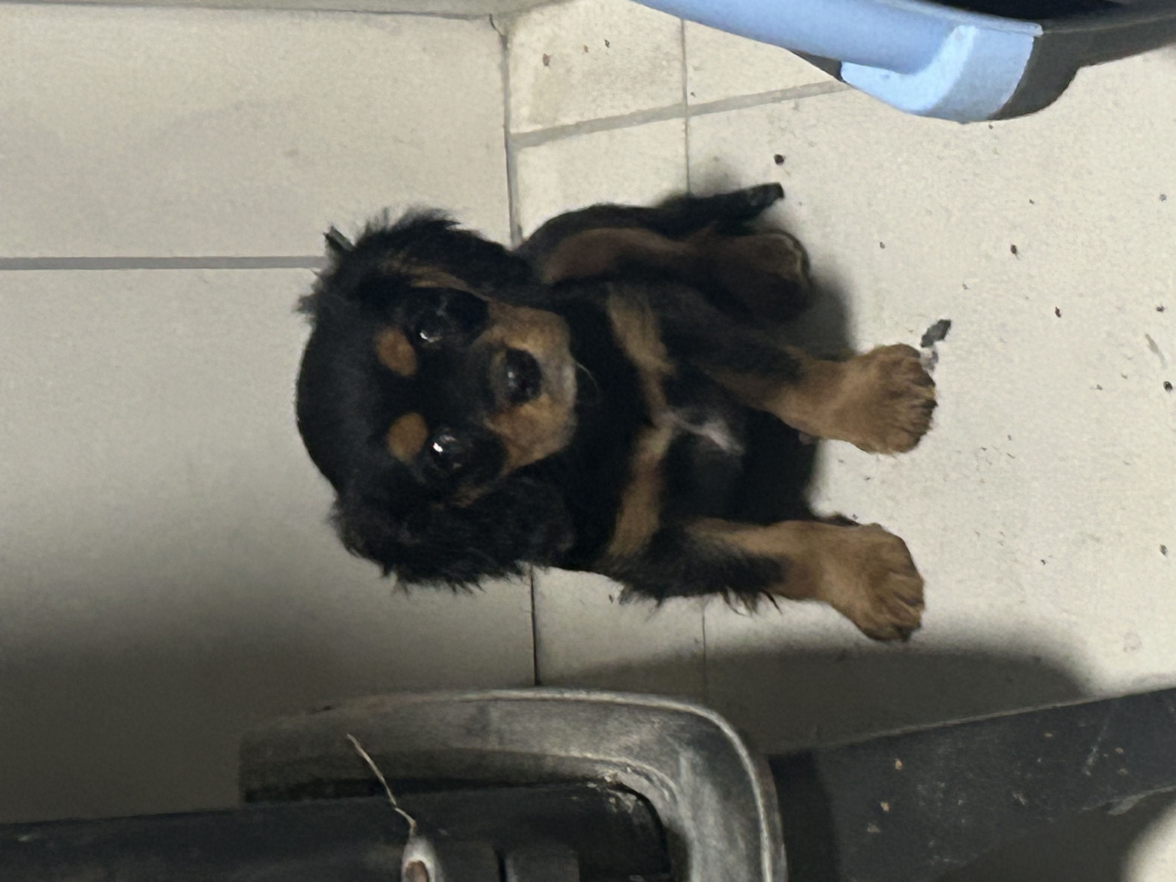 Cavalier King Charles Puppies in Castletown