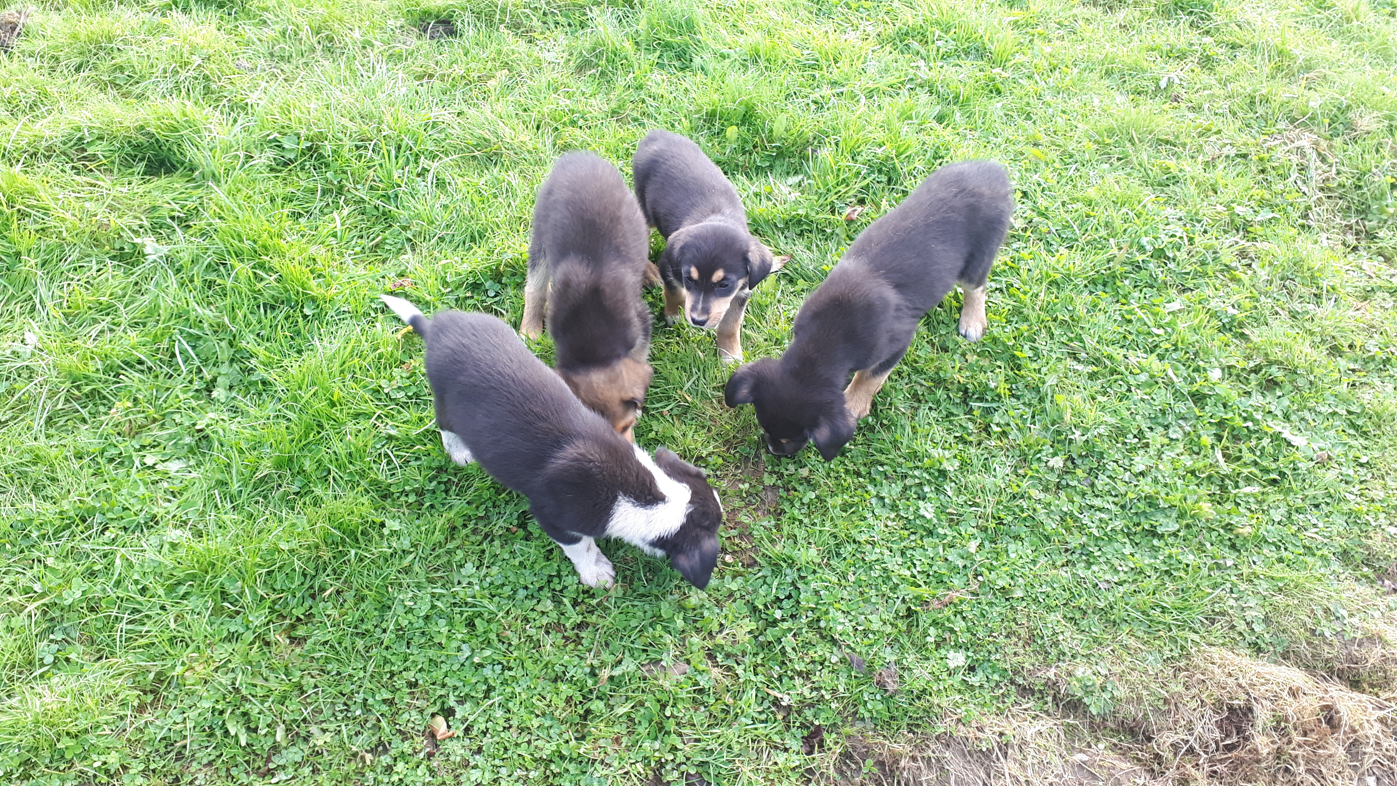 Sheepdog Puppies for Sale in Scartaglen