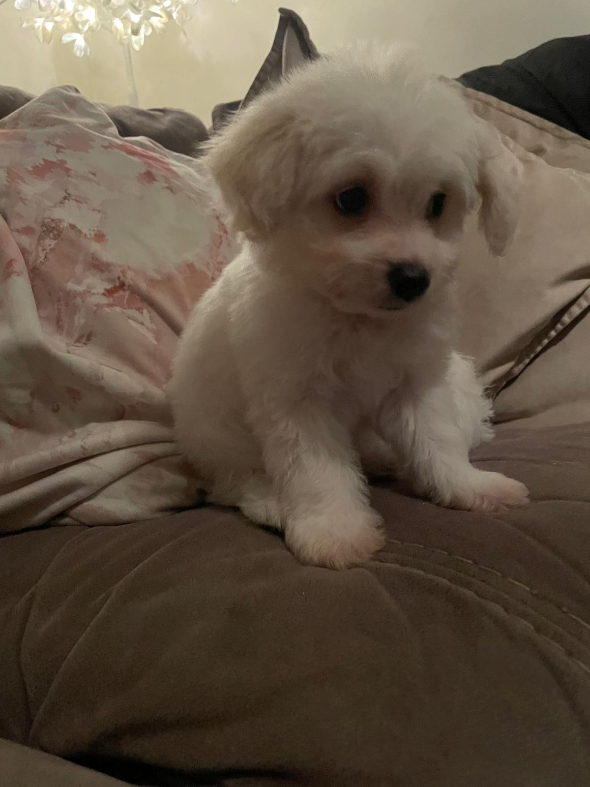 Cockapoochon Puppies for Sale in Louth