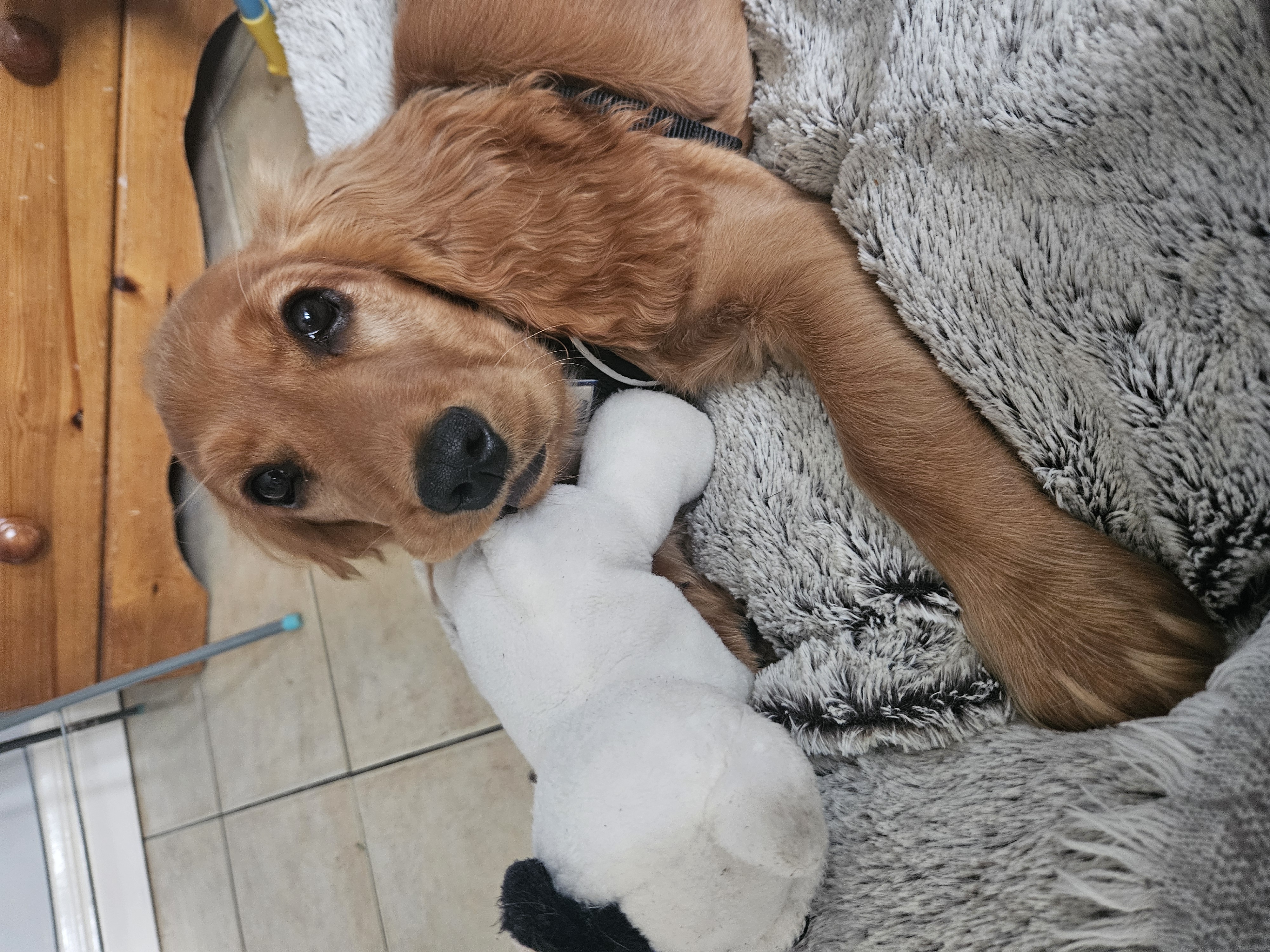 Cocker Spaniel for Sale in Galway - Family Friendly