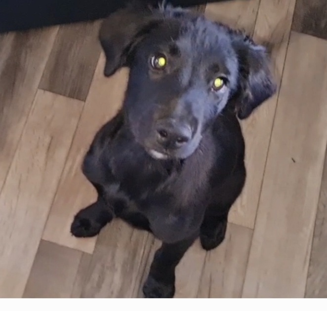 Lurcher X Collie Puppies for Sale in Wicklow