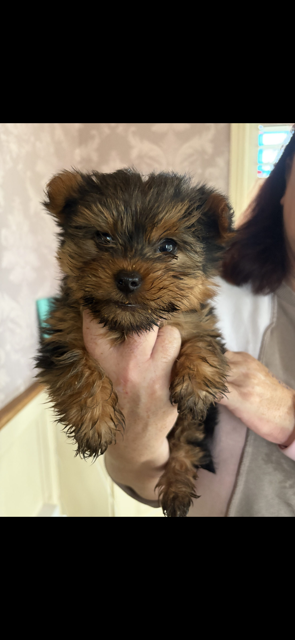Yorkshire Terrier Pup for Sale in Kilmallock