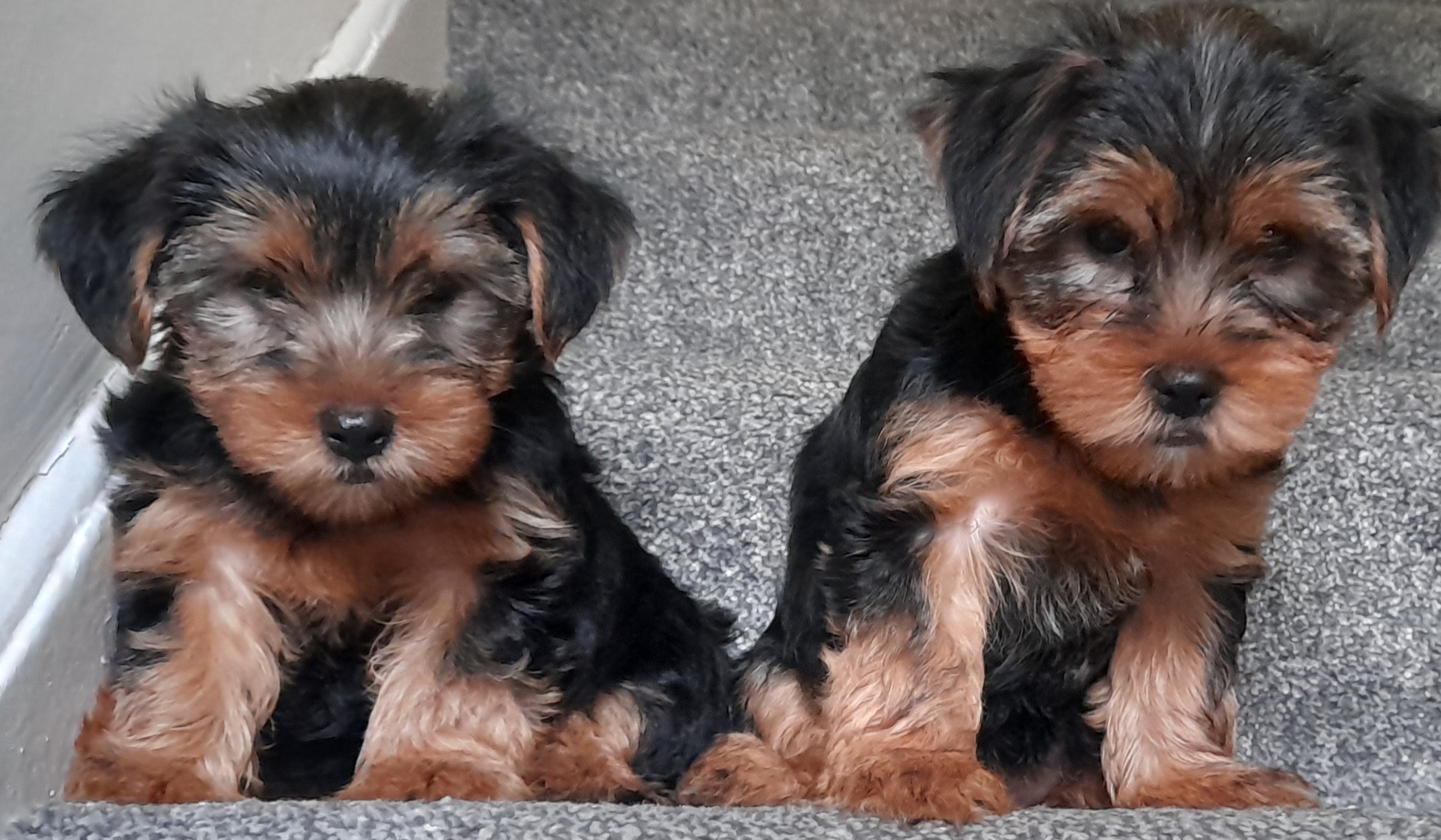 Yorkshire Terrier Pup for Sale in Dublin 11