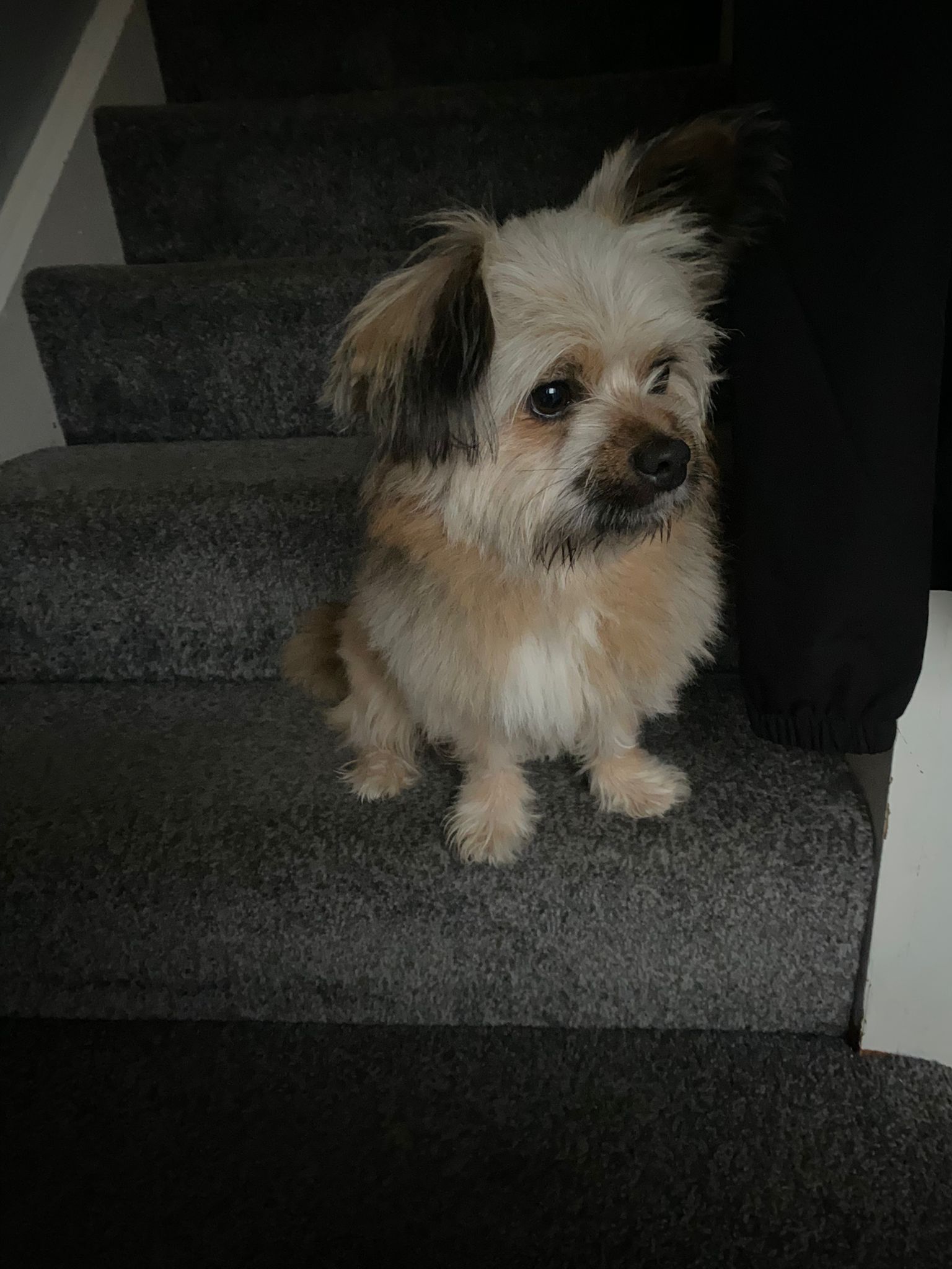 Terrier for Sale in Santry - IKC Registered