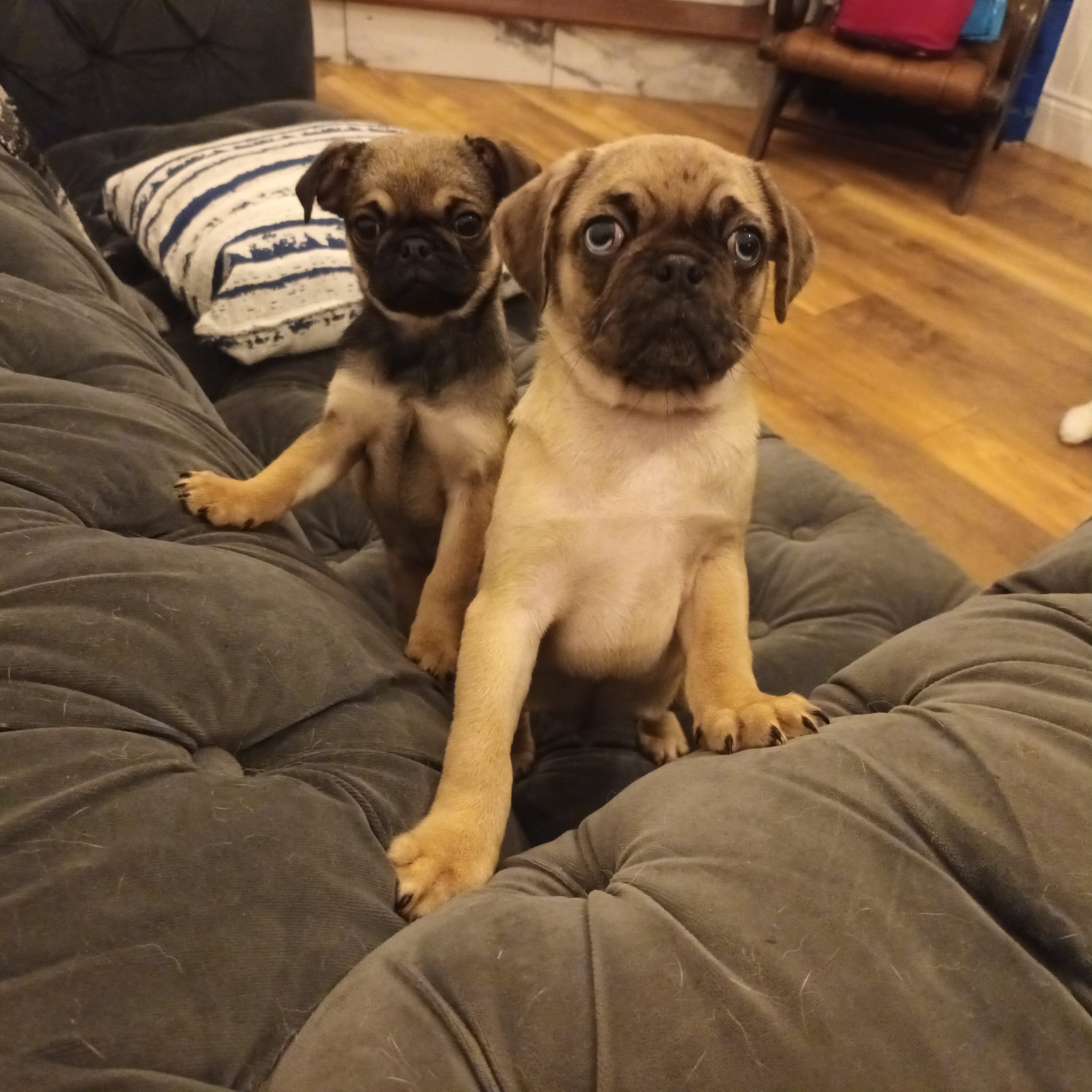 Chug Puppies for Sale in Youghal - Playful Companions