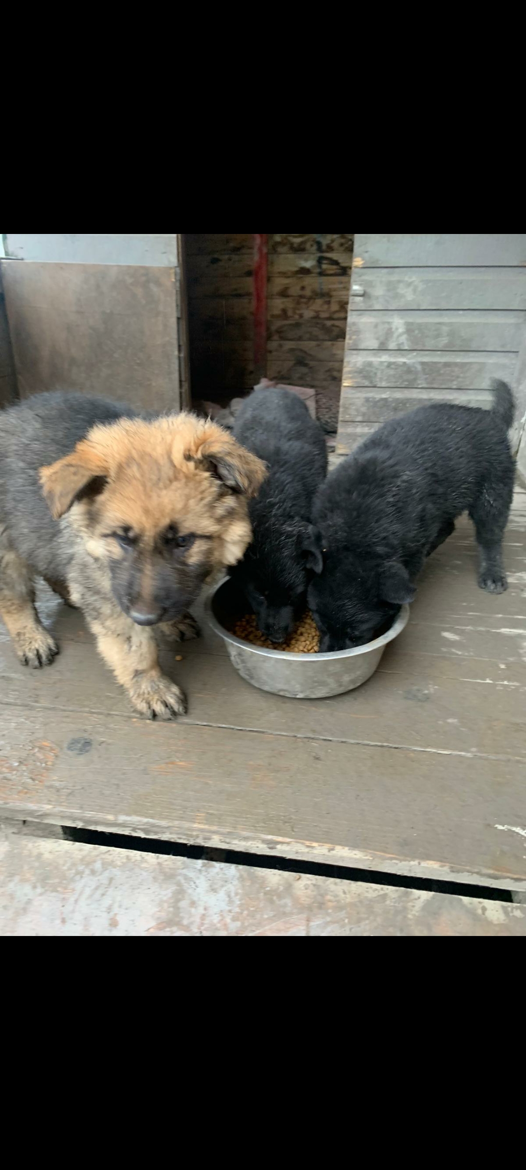 German Shepherd Pups for Sale in Stradbally