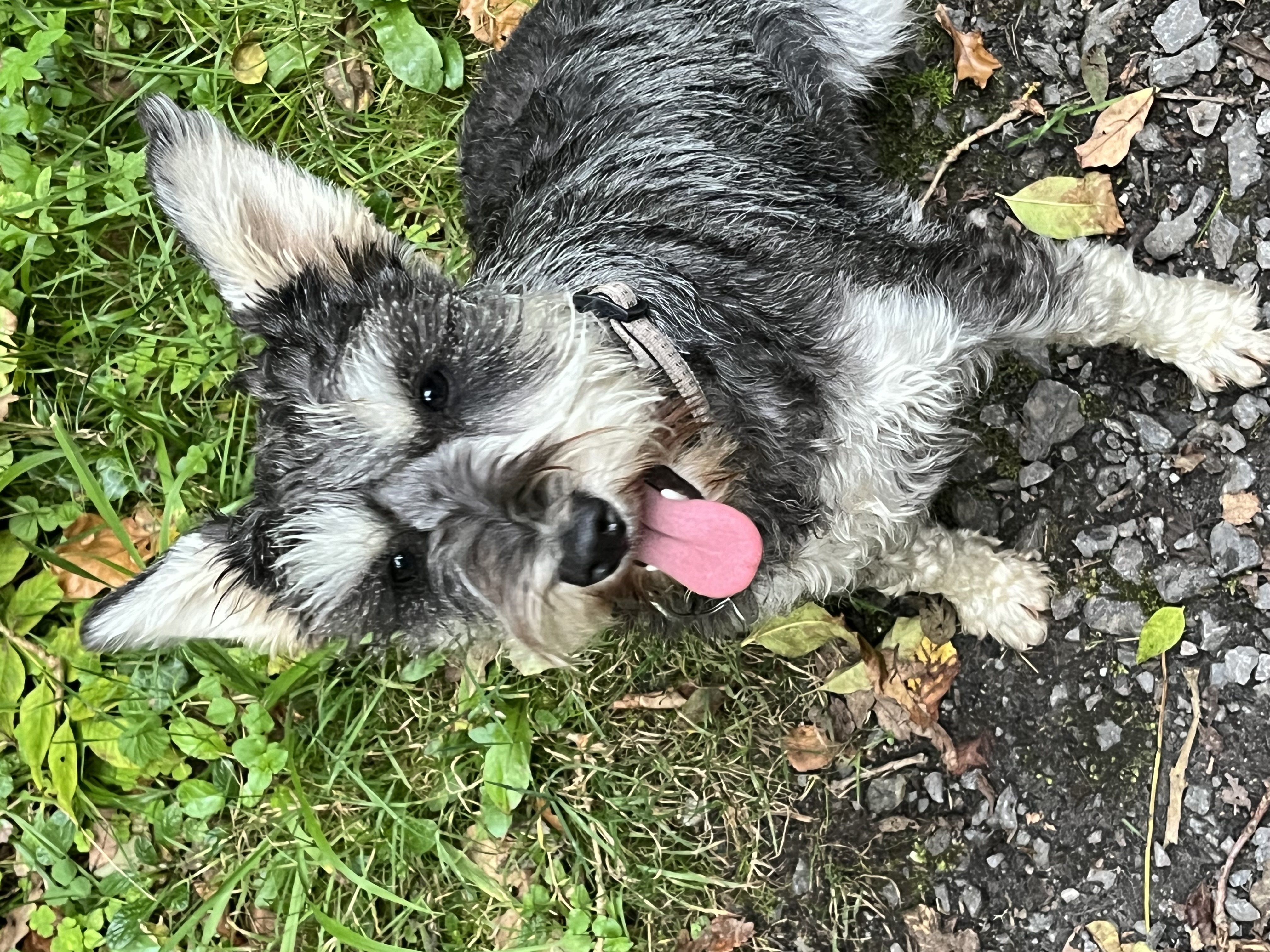 Miniature Schnauzer in Carrick on Shannon