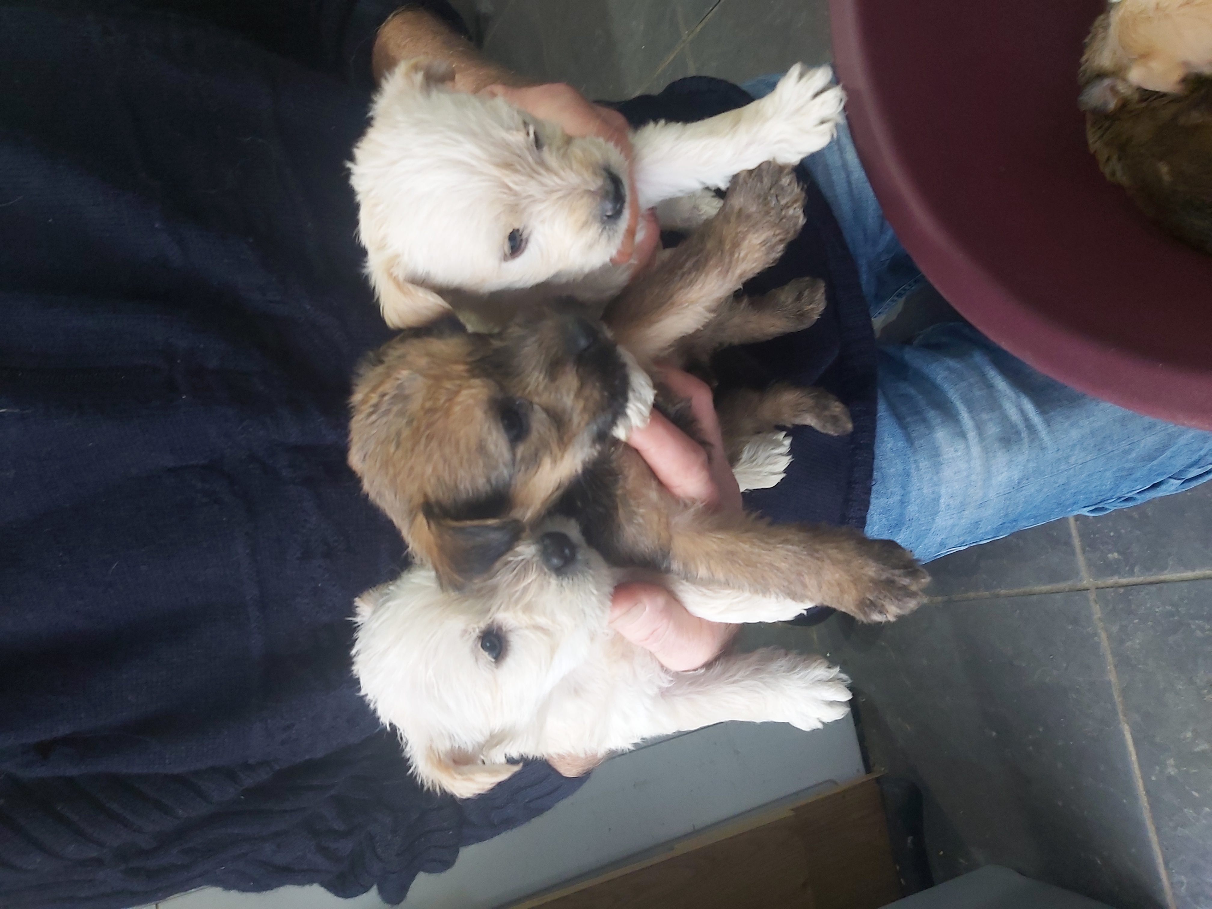 Irish Soft Coated Wheaten Terriers in Cappoquin