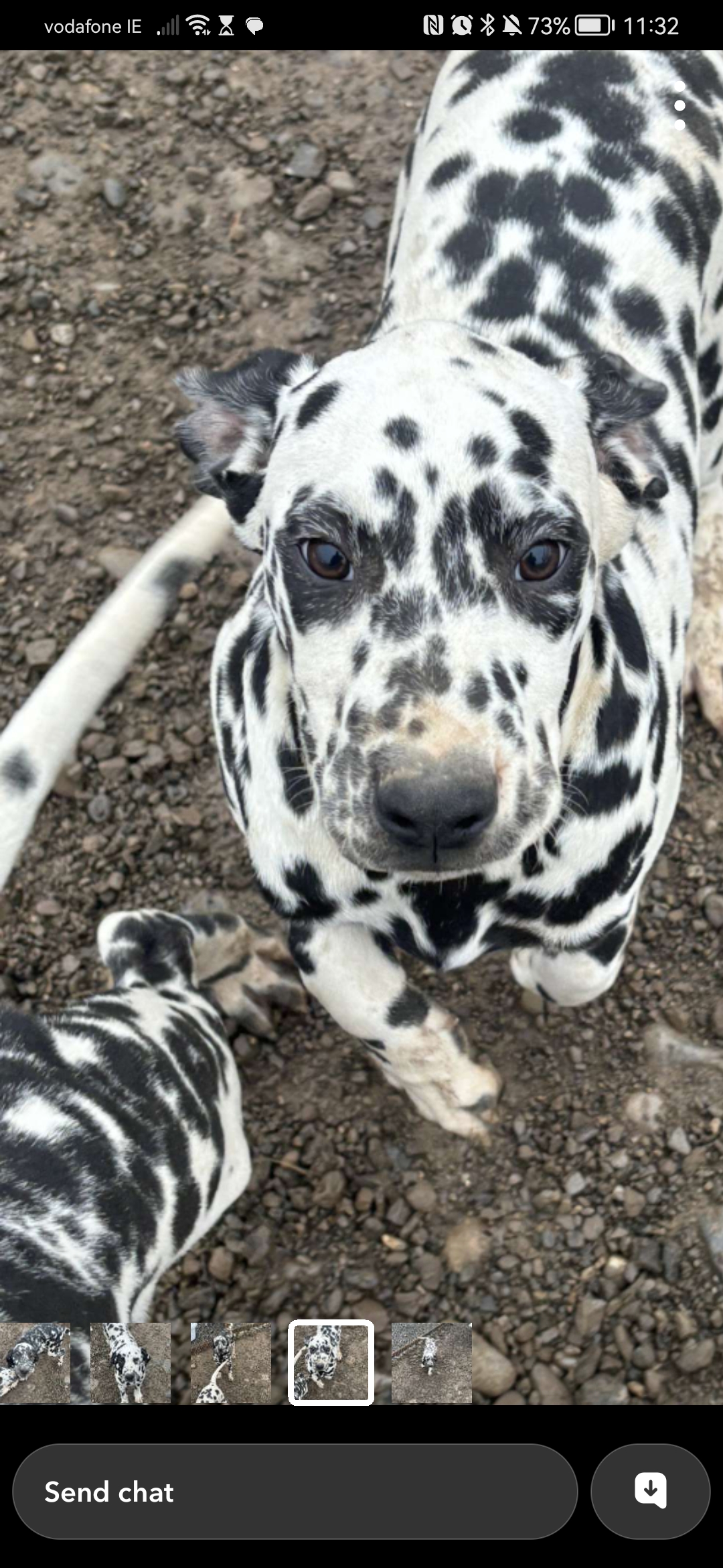 Dalmatians for sale in Offaly - Charming Pups
