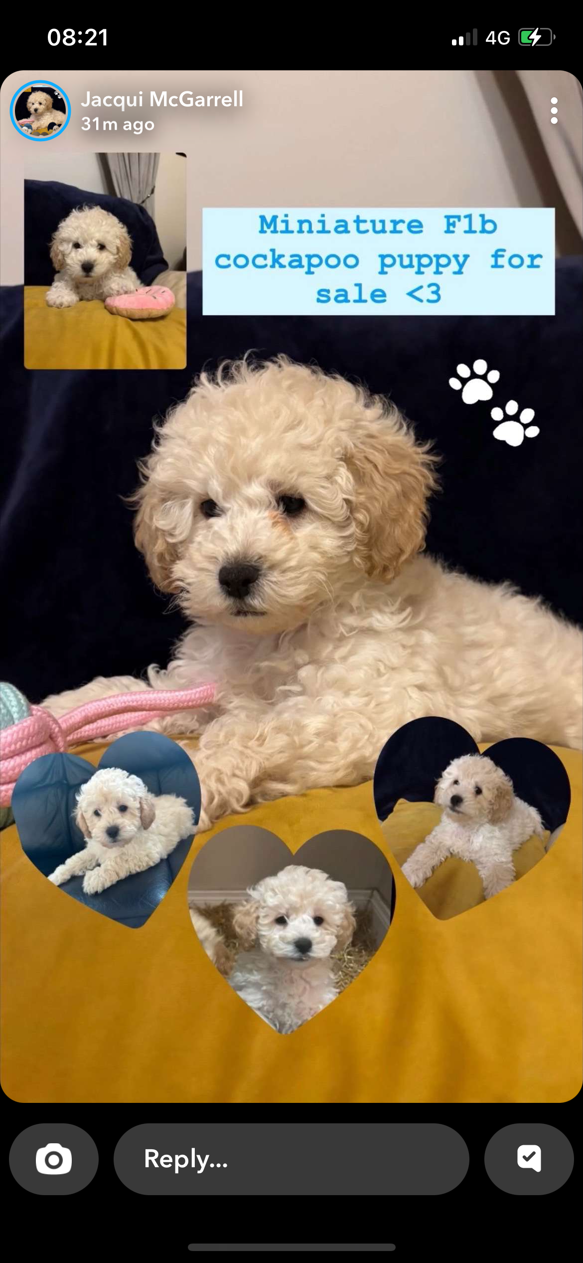 F1b Miniature Cockapoo for Sale in Monaghan