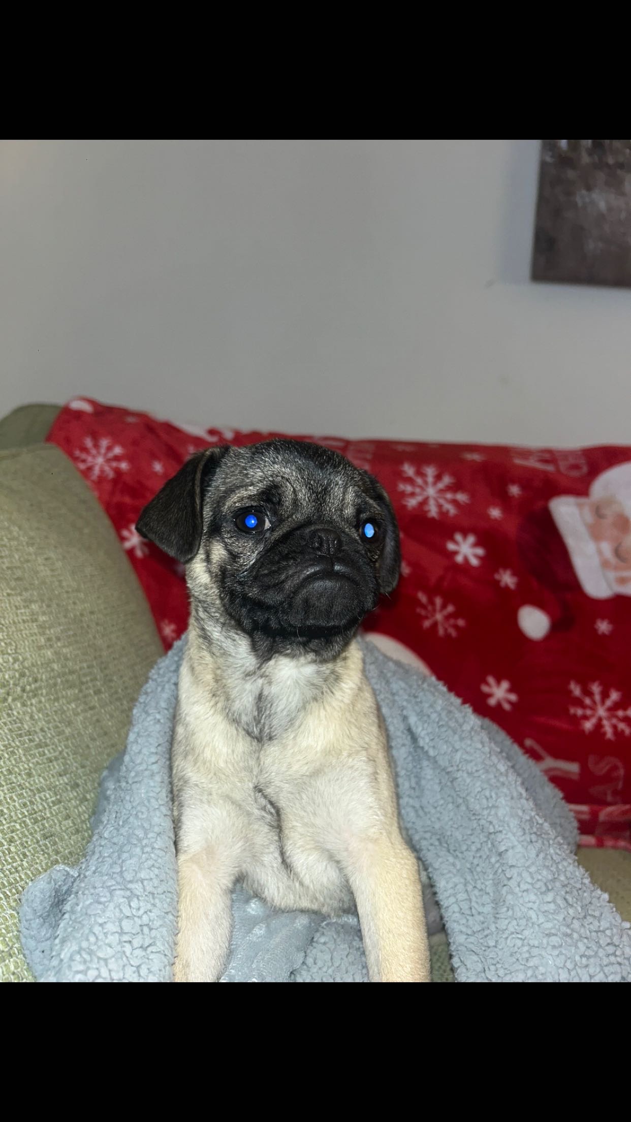 Pug for Sale in Tallaght - Perfect Companion