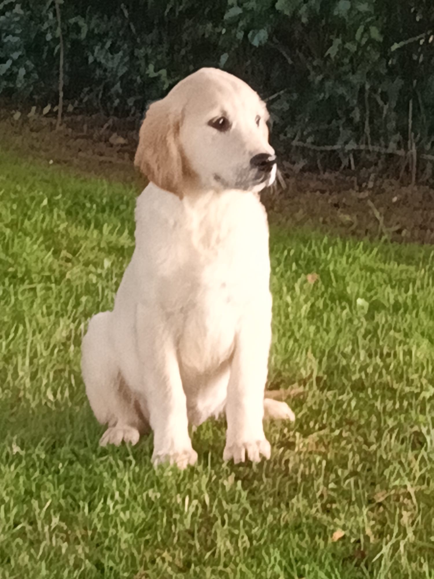 Golden Retriever Puppies for Sale in Limerick