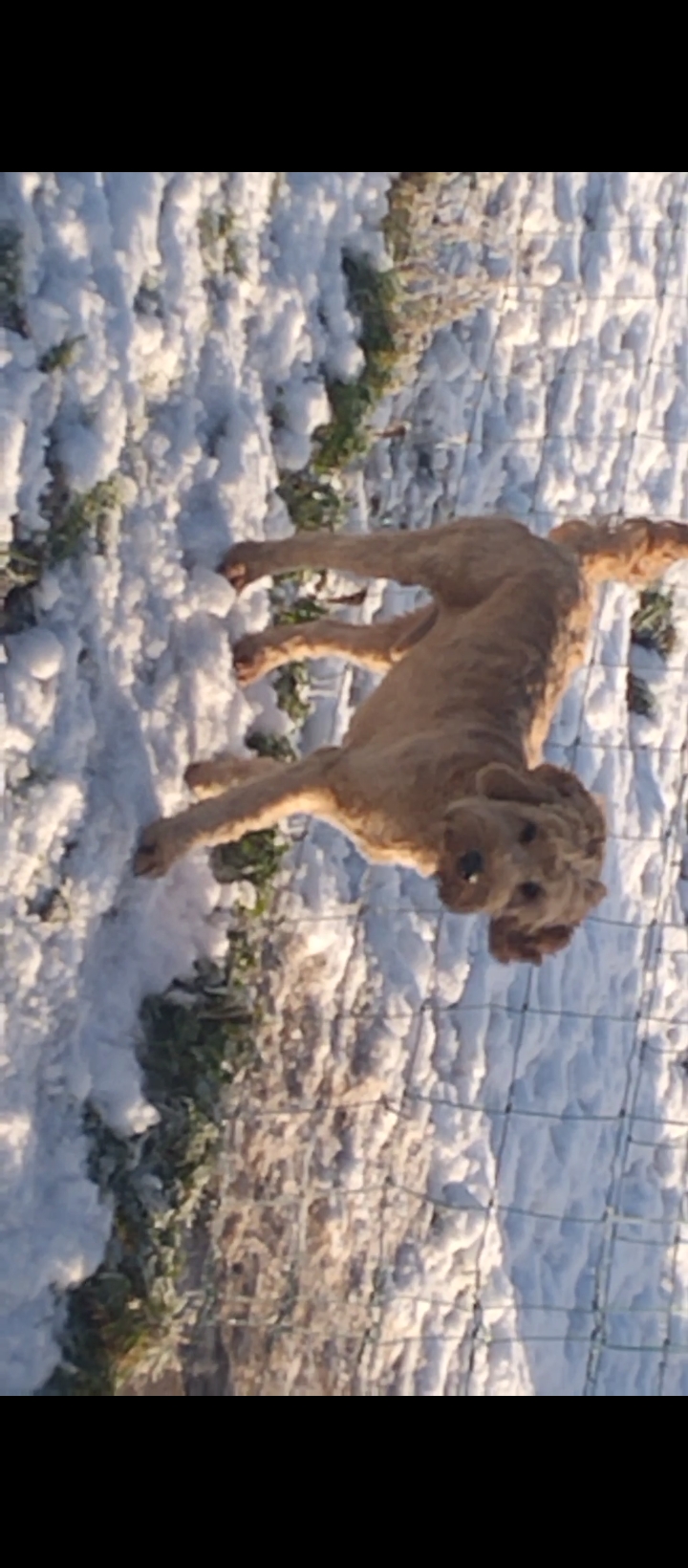 Cockapoo in Offaly - IKC Registered