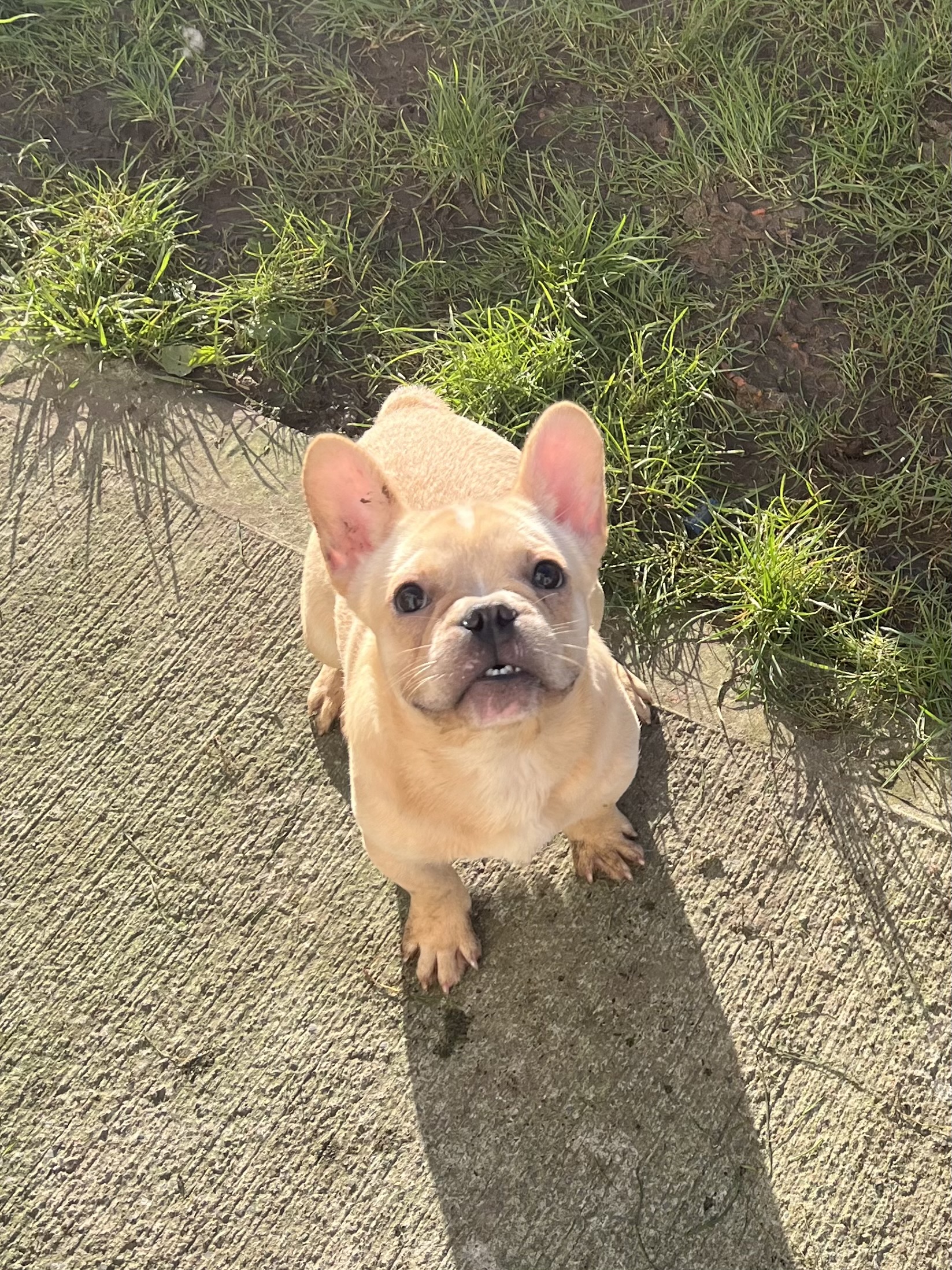 Fluffy French Bulldog for Sale in Galway